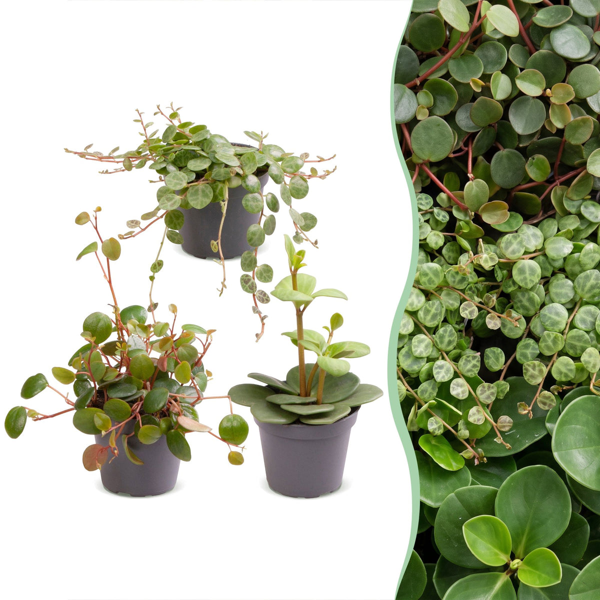 Baby Peperomia Mix 3x - Groen - Rood - Tropisch - Ø6cm - ↕5-15cm