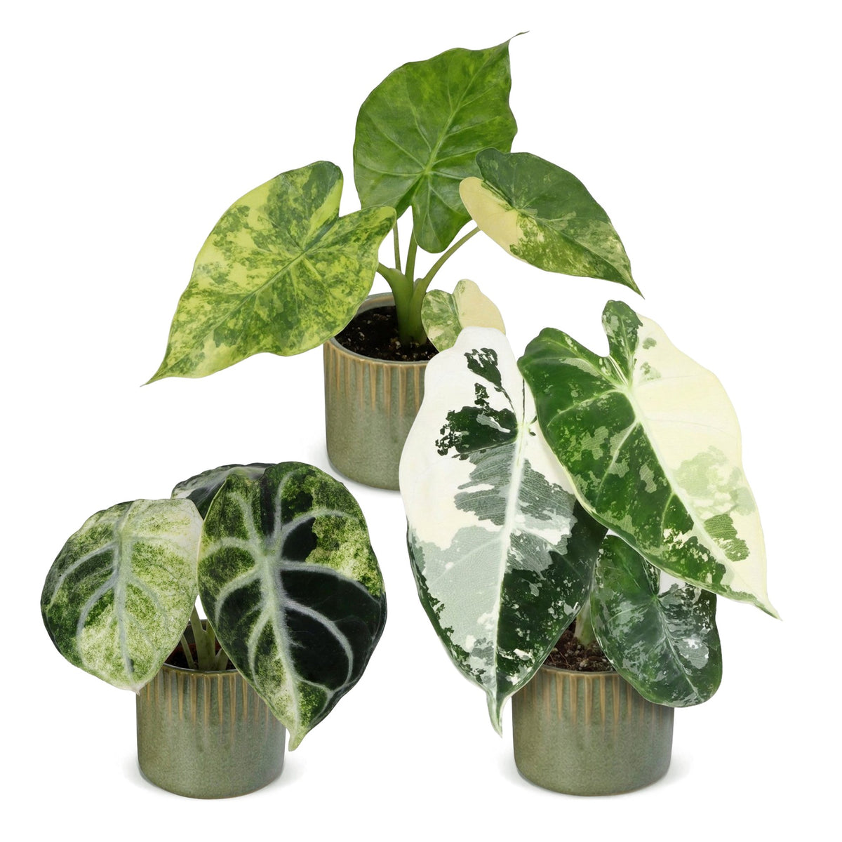 Baby Alocasia Tricolour Variegata 3x - Groen - Zwart - Variegata - Tropisch - incl. Linnea Olive - Ø6cm - ↕5-15cm