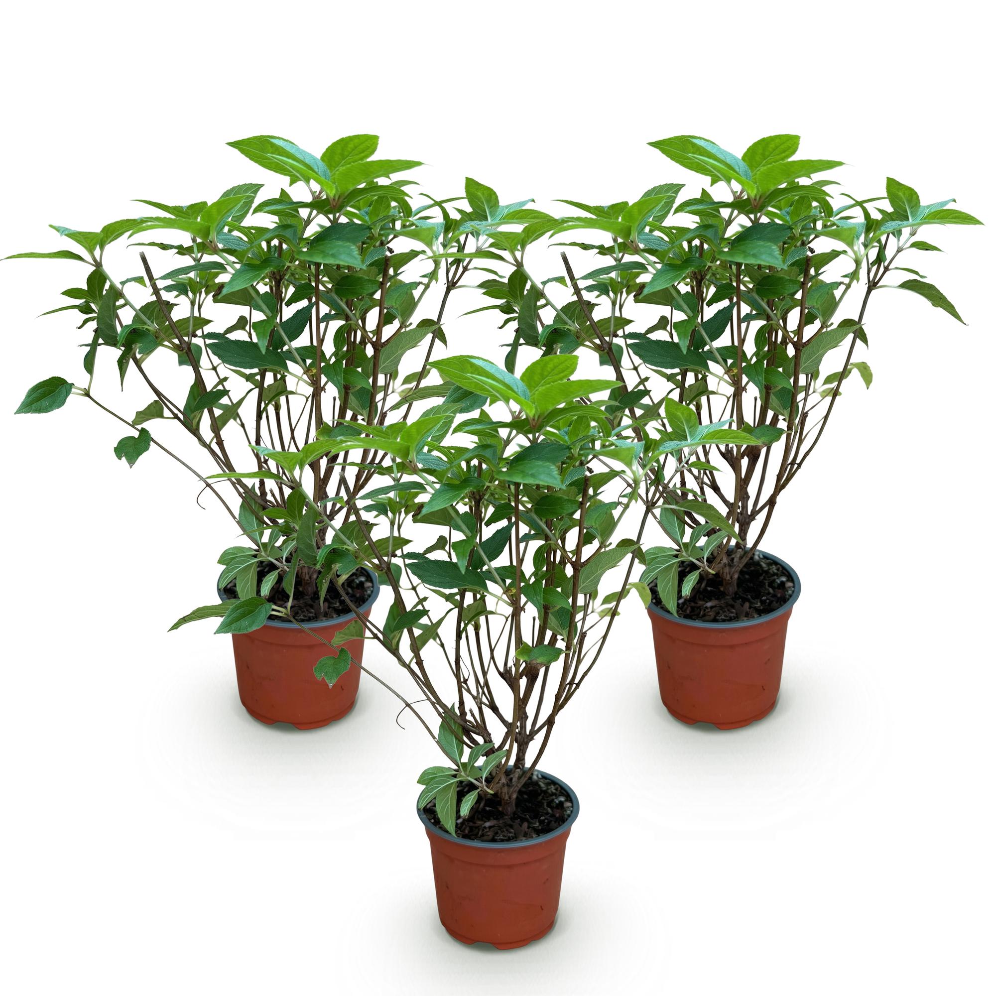 Hydrangea panniculata Limelight - Pluimhortensia - Winterhard - Lime Groen - 3 Planten - Pot 12cm - Hoogte Hoogte 20-30cm