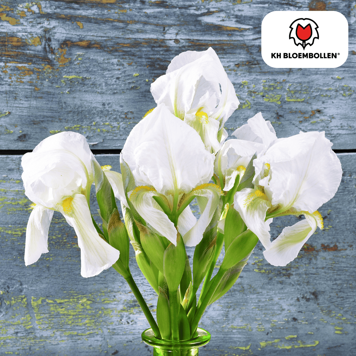 Iris Alaska 25 pezzi