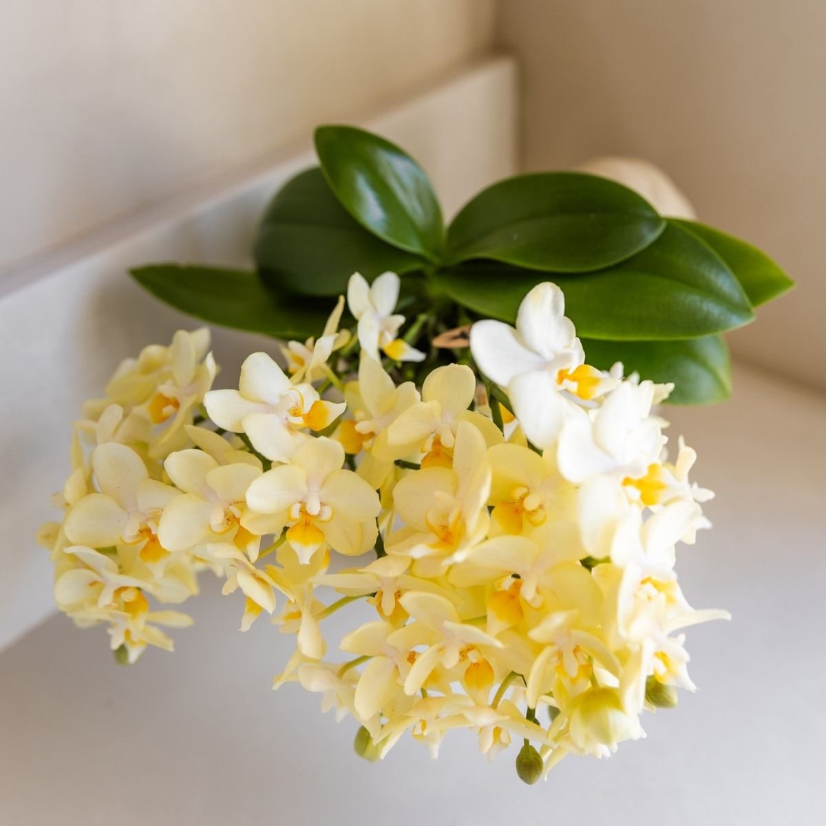 Kolibri Orchids | Gele Phalaenopsis orchidee - Botanic Geel- Ø9cm