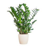 Zamioculcas Zamiifolia ZZ Plant - met Viber wit - 80cm - Ø21