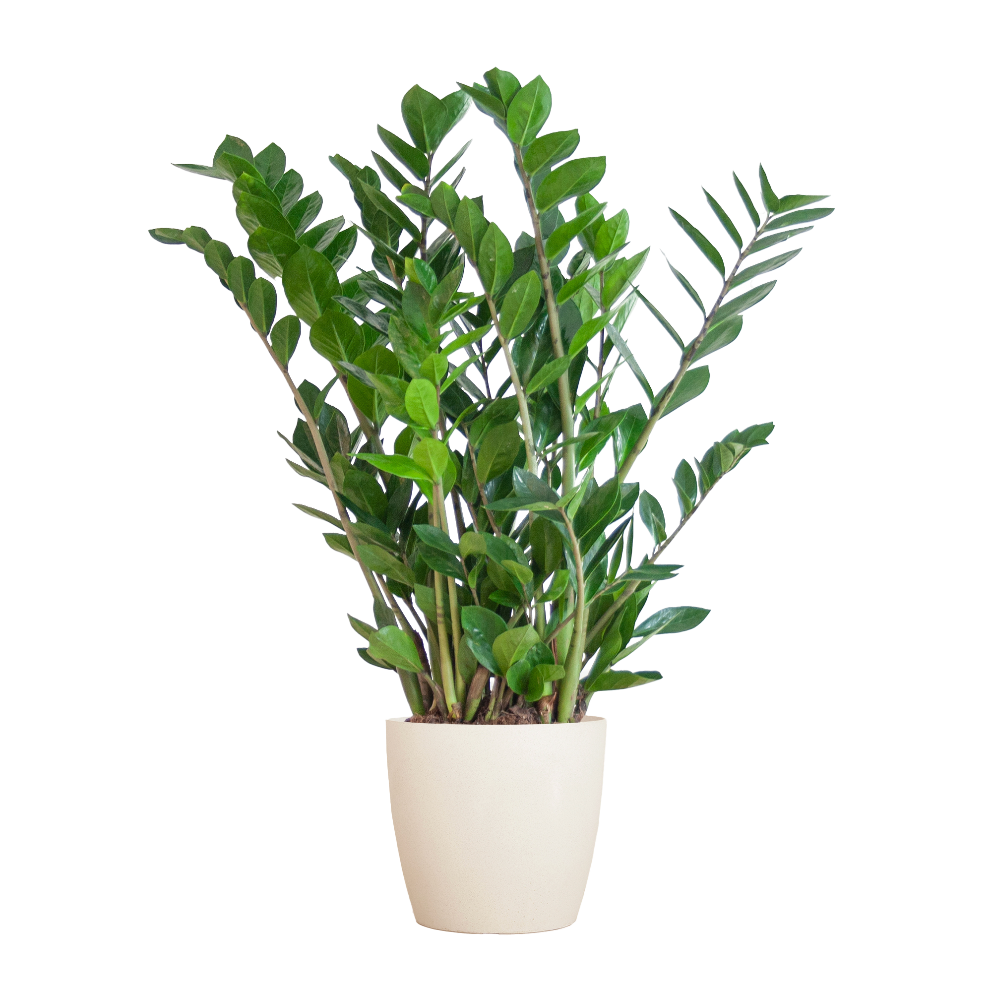 Zamioculcas Zamiifolia ZZ Plant - met Viber wit - 80cm - Ø21
