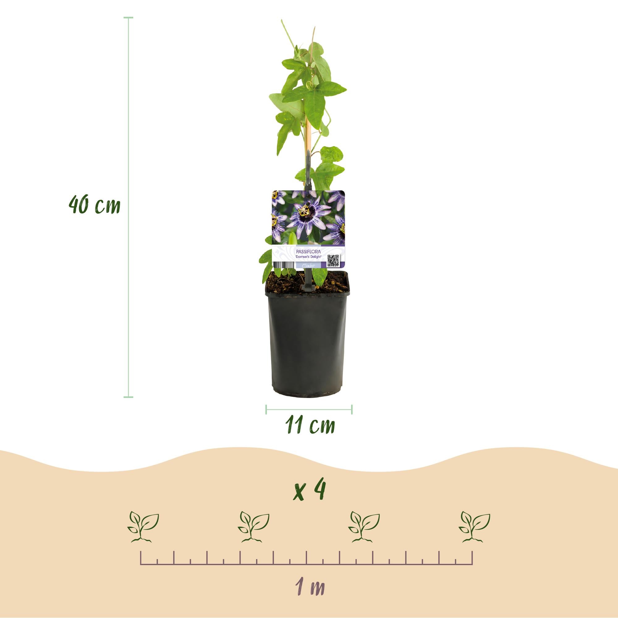 Green boutiQ – Passionsblume – Passiflora 'Damsels Delight' – Lila mit weißen Blüten – Pflegeleicht – 2 Pflanzen – Topf: 11 cm, Höhe: 40 cm