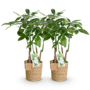 Pachira Aquatica multi stam - Geldboom - met mand - Pot 17cm - Hoogte 50-55cm 2x