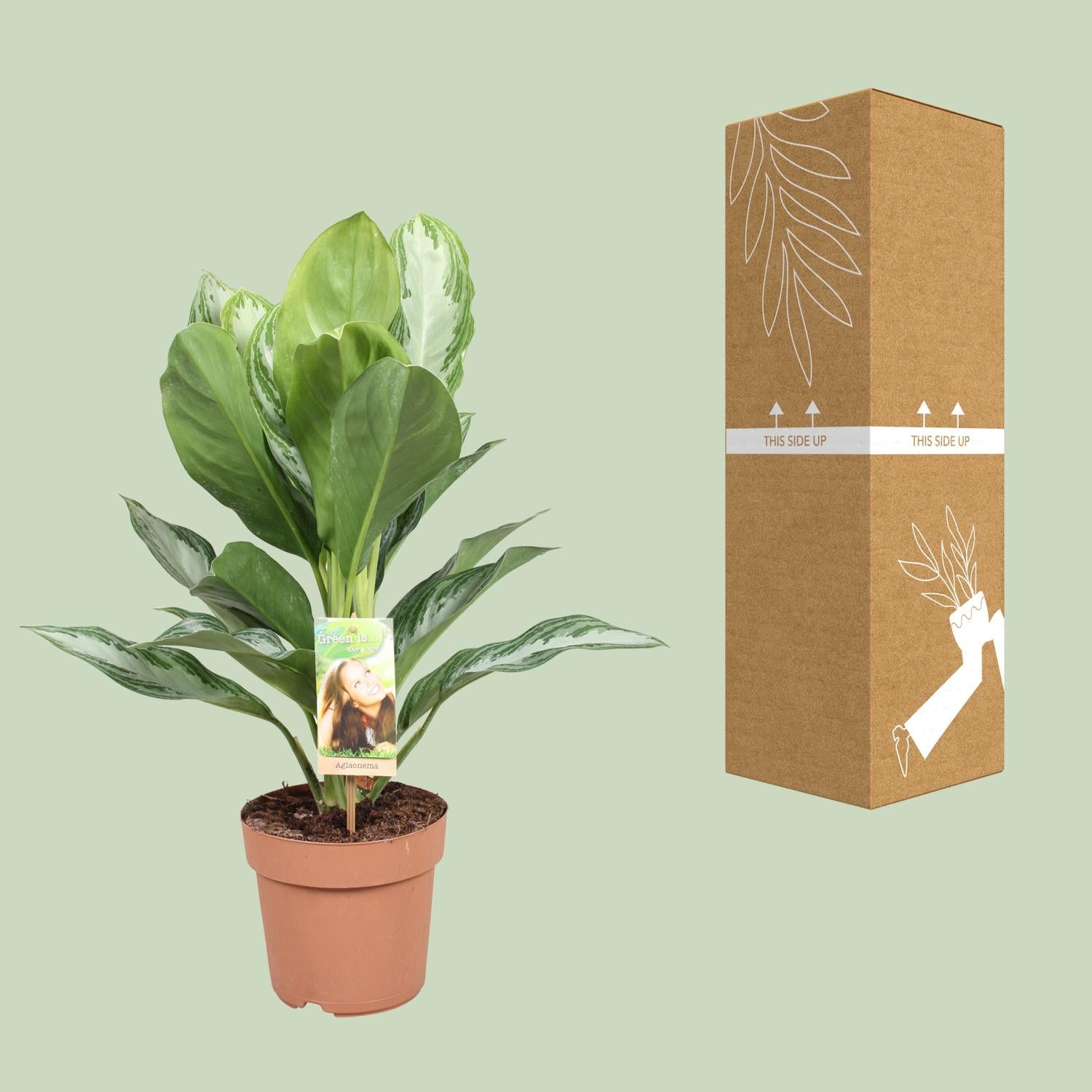 Aglaonema Silver Bay – Chinesische Immergrüne – Ø 17 cm – ↕ 55 cm