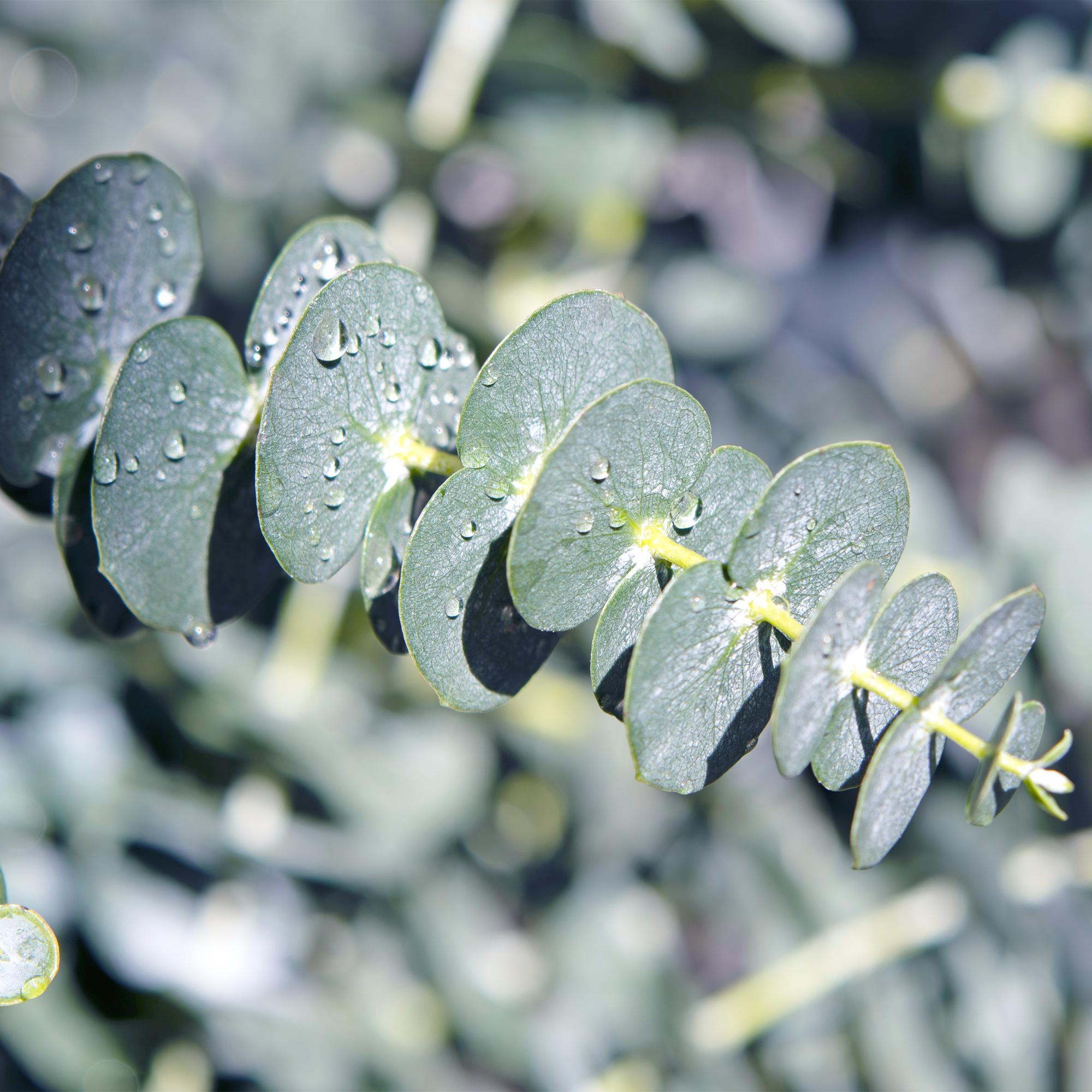 Eucalyptus boom - Eucalyptus gunni  - Grijs - 2 Planten - Winterhard - Pot 17cm Hoogte 40cm