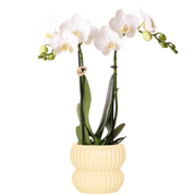 Kolibri Orchids | Witte Amabilis orchidee + Horizon sierpot geel – potmaat Ø9cm
