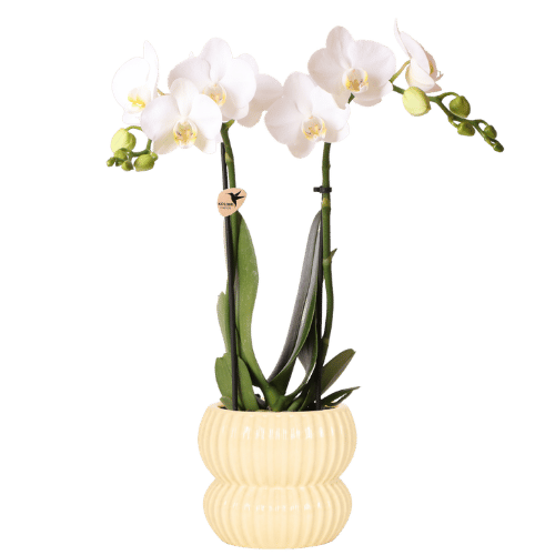 Kolibri Orchids | Witte Amabilis orchidee + Horizon sierpot geel – potmaat Ø9cm