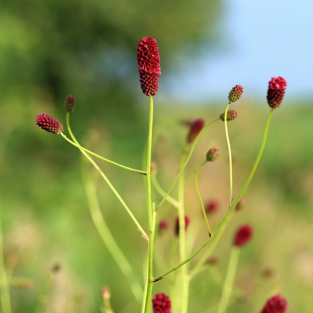 6x Sanguisorba o. 'Tanna' - ↕10-25cm - Ø9cm