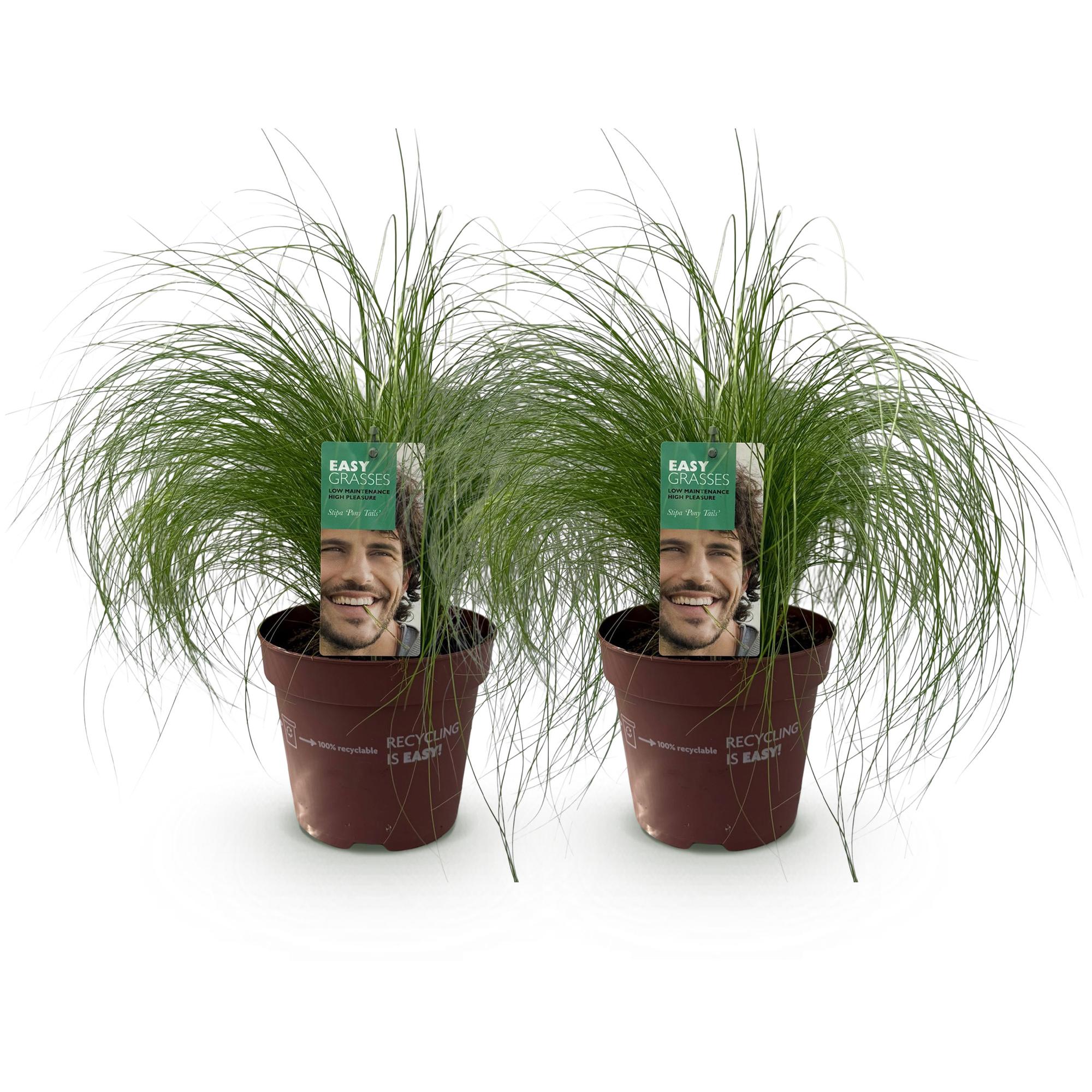 Stipa tenuifolia Pony Tails - Groen - 2 Planten - Bladhoudend - Weinig Onderhoud - Pot 17cm Hoogte 50cm