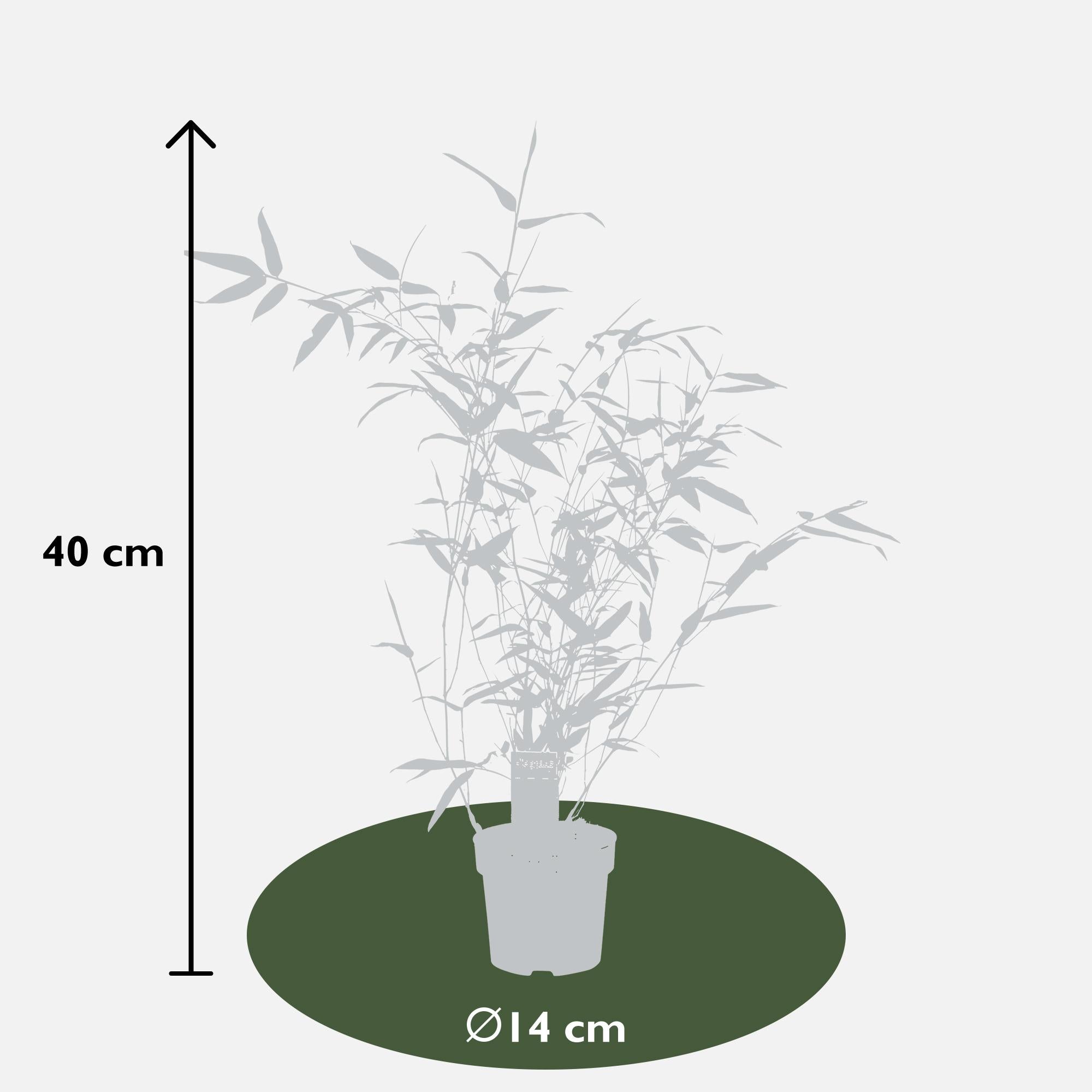 Phyllostachys 'Bissetii' - Bambù a stelo verde - Ø14cm - ↕100cm