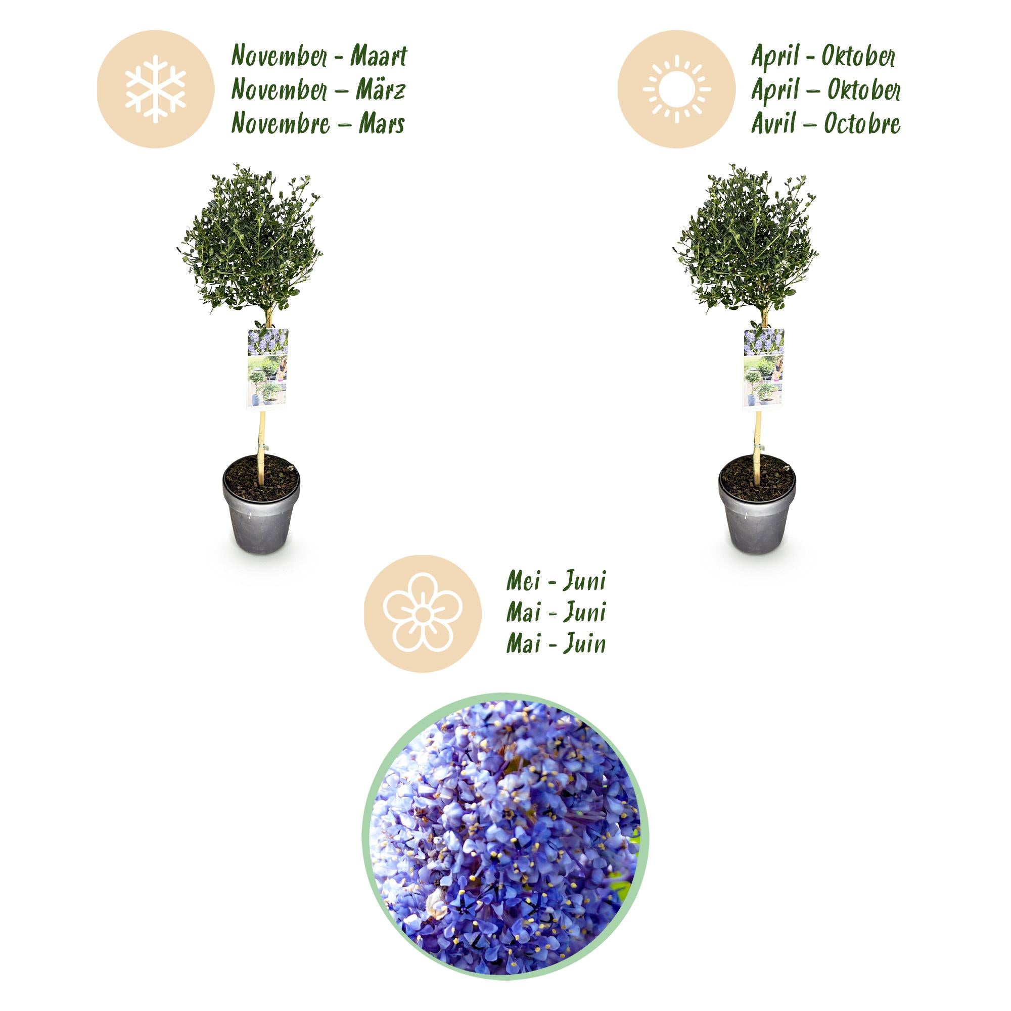 Ceanothus impressus Victoria - Terras Plant - Bladhoudend - Winterhard - Paarse Bloem - Pot 19cm Hoogte 90cm