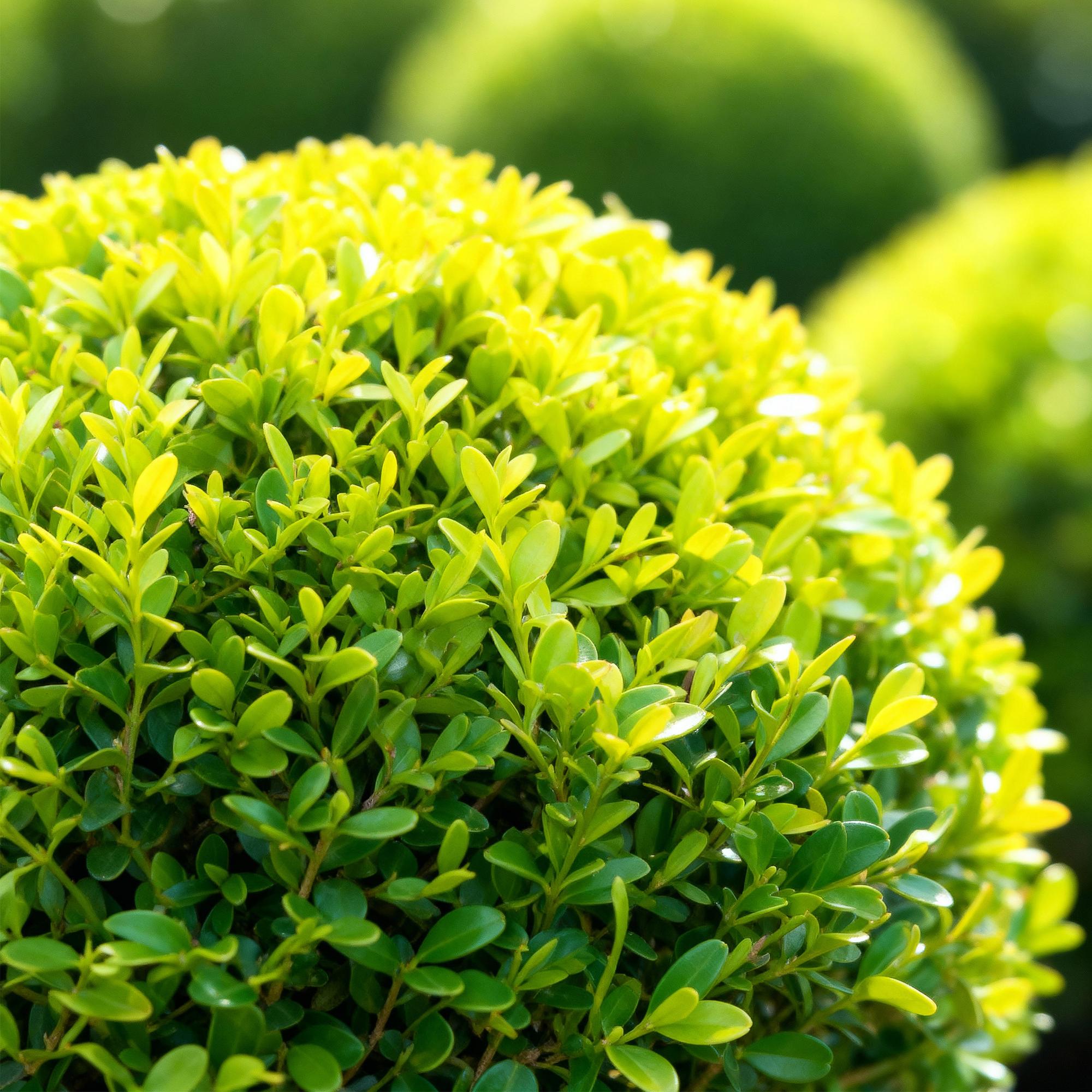 Buxus Bol - BetterBuxus Skylight - Resistant tegen de Buxus Schimmel - 2 planten - pot 23cm bol 25cm