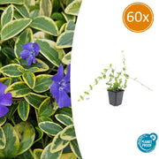 60x Vinca minor 'Blu e Oro' - ↕10-25cm - Ø9cm