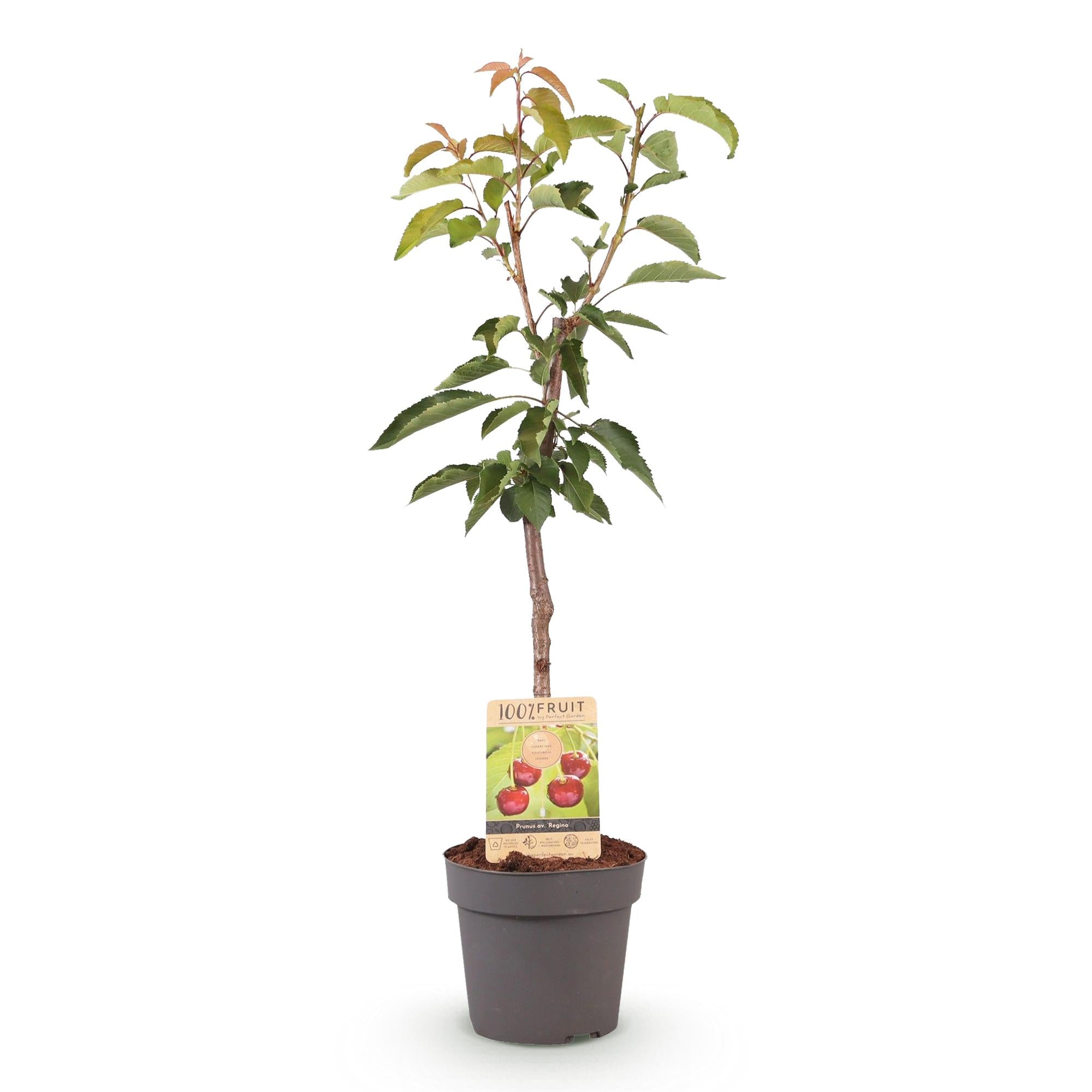 Green boutiQ – Obstpflanze – Kirschbaum – Prunus avium Regina – Rote Kirsche – Topf 21 cm, Höhe 90 cm