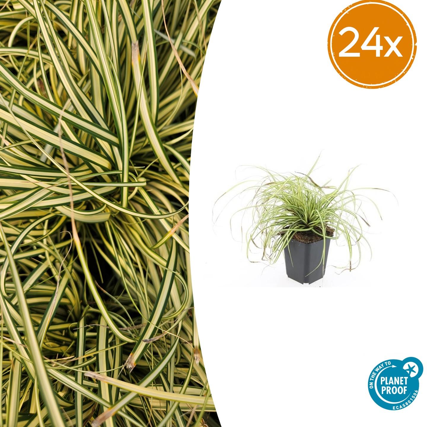 24x Carex ohim. 'Evergold' - ↕10-25cm - Ø9cm