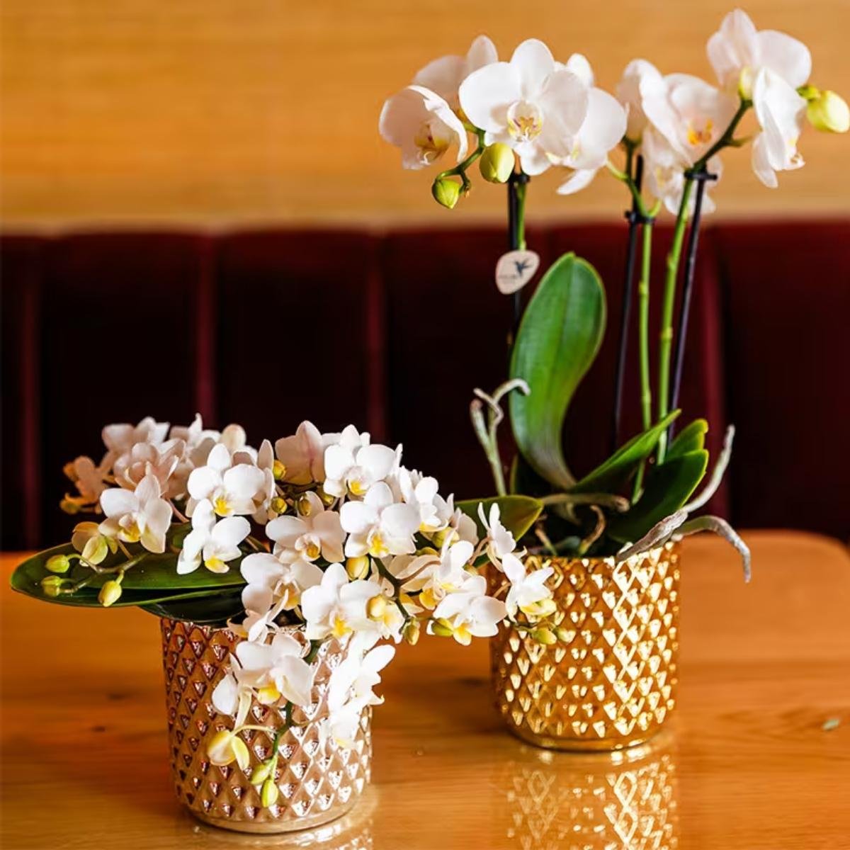 Kolibri Orchids | Combi Deal - 4 Witte Phalaenopsis Orchideeën Botanic Nazare - Ø9 cm