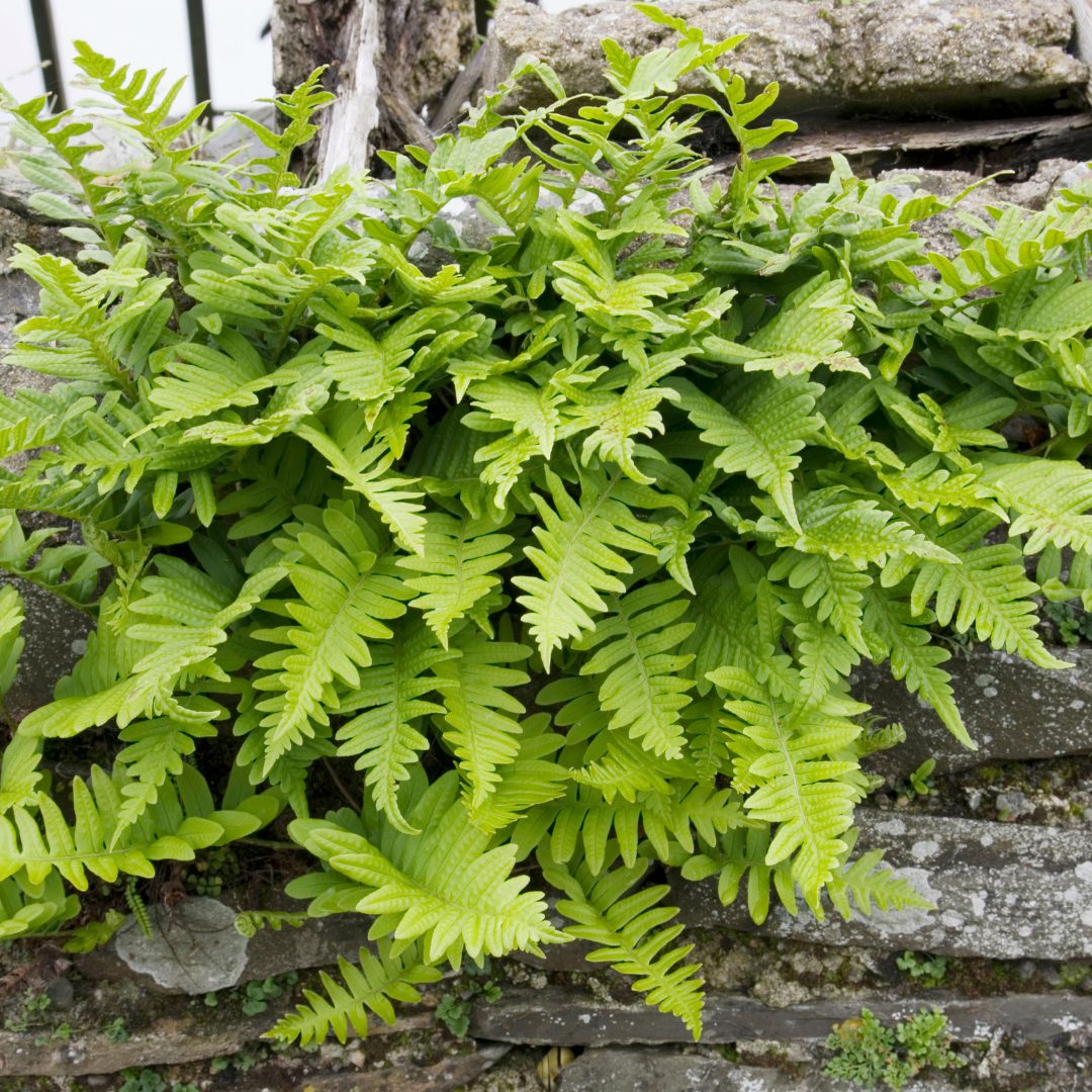 6x Polypodium vulgare - ↕10-25cm - Ø9cm