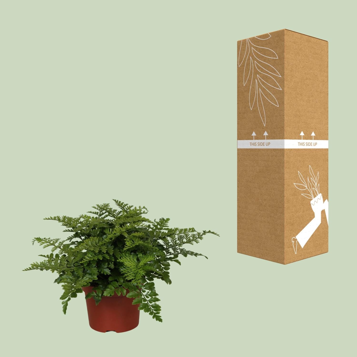 Asplenio Parvati - Ø12cm - ↕25cm