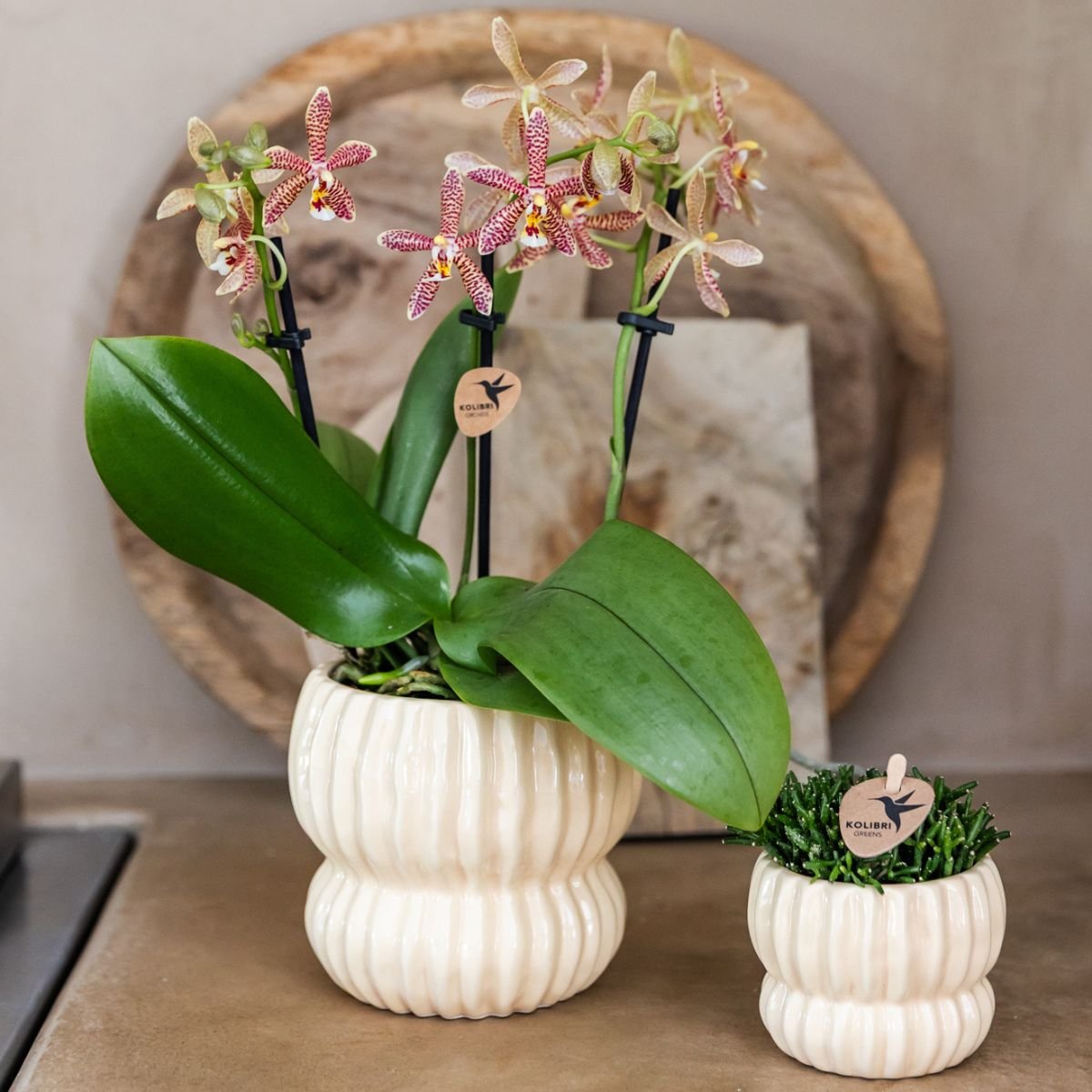 Kolibri Orchids | Gift Set Horizon Geel - Gele Phalaenopsis Orchidee Blossom Lima & Succulenten