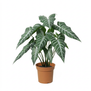 Kunstplant Alocasia polly - 49cm