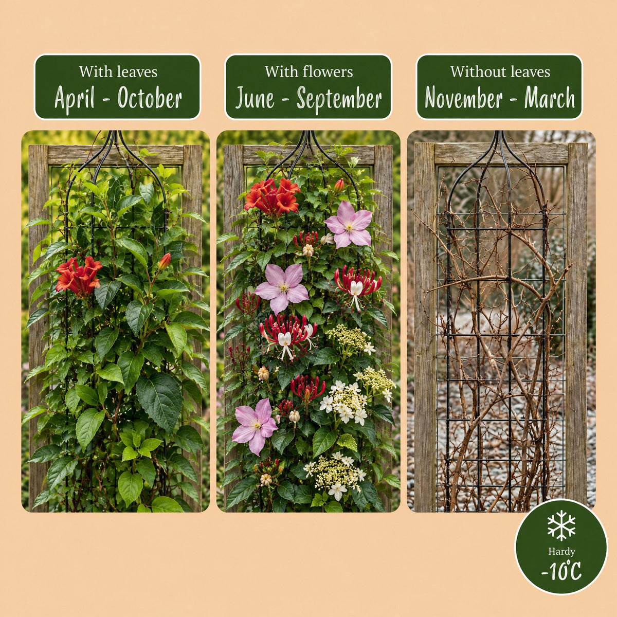 Klimplanten Rainbow Colourfull - Regenboog klimplant 12x - Licht Roze - Wit - Paars - Klimplant - Ø9cm - ↕35cm