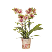 Kolibri Orchids | Orquídea phalaenopsis naranja-amarilla, maceta de 9 cm de diámetro | Grosseto | Planta de interior con flor - recién cultivada