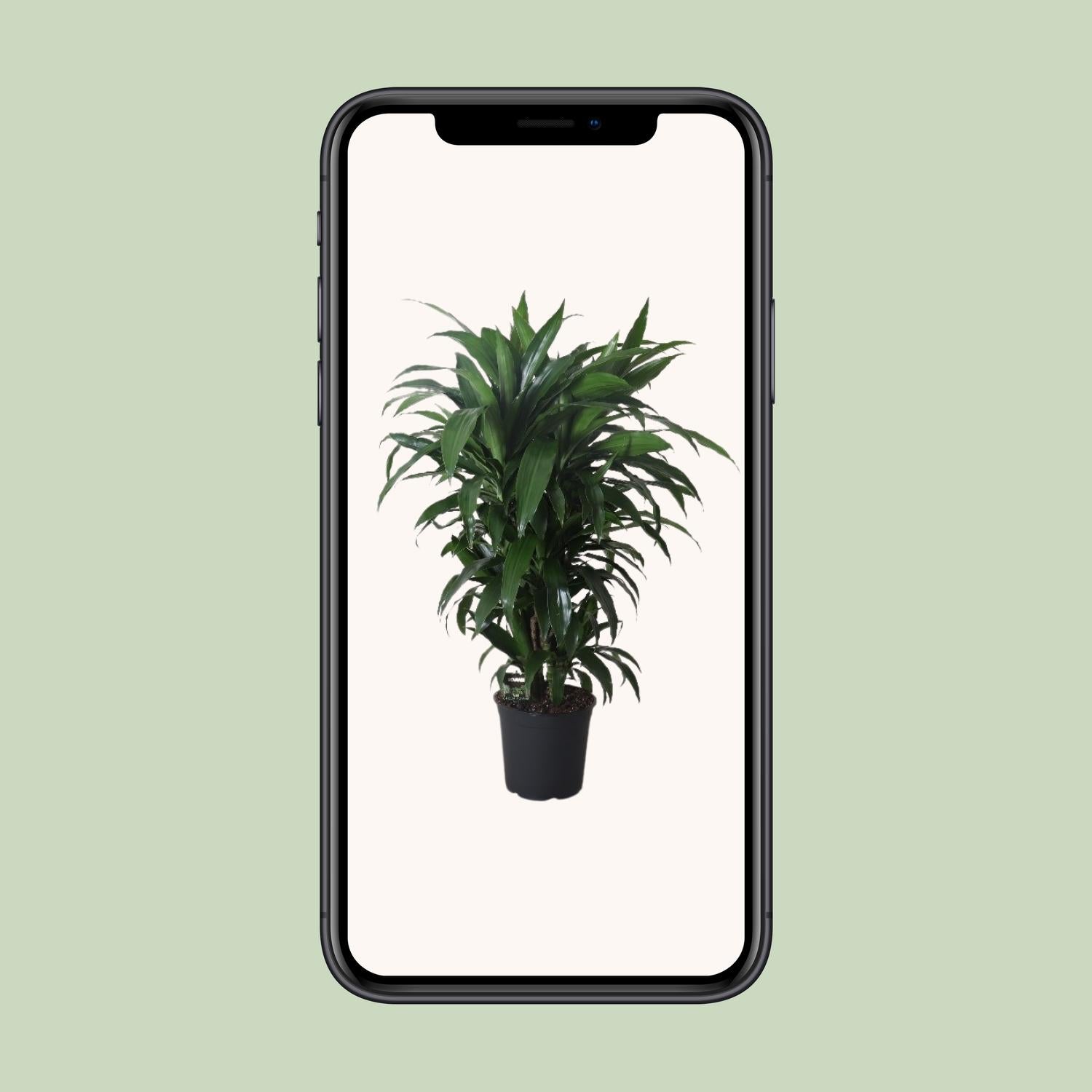 Dracaena Frag. Janet Craig - Ø27cm - ↕120cm