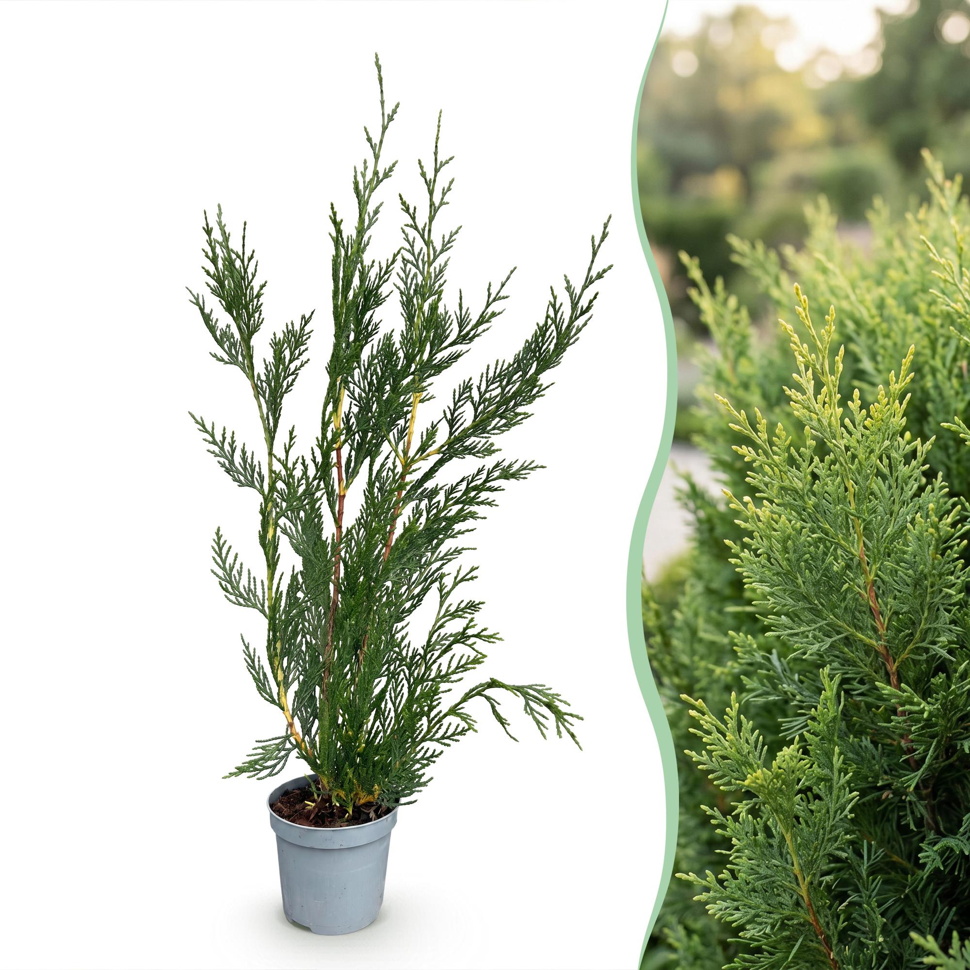 Cupressocyparis leylandii 2011 - Leylandii 40x - Haagplanten - Groenblijvend - Groen - Pot 9cm - Hoogte 30-40cm