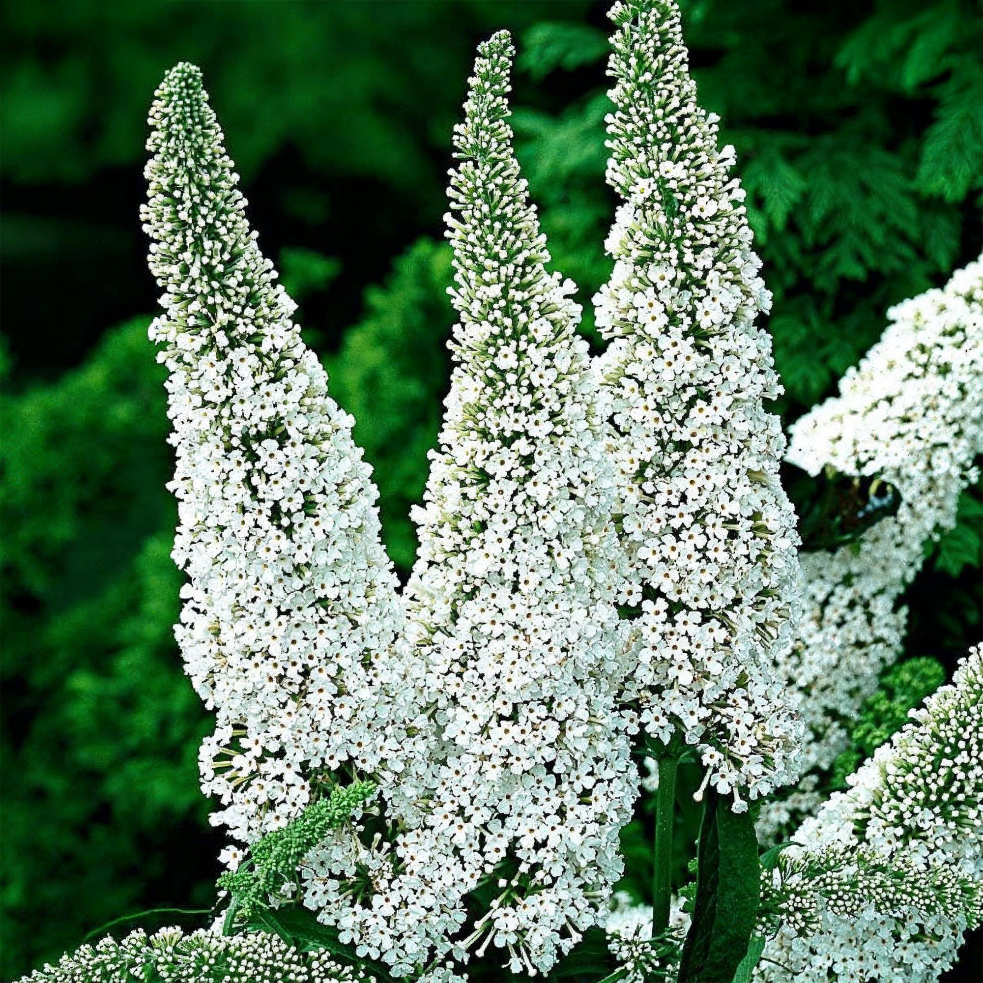 Buddleja davidii White Profusion - Vlinderstruik - Winterhard - Wit - 3 Planten - Pot 17cm - Hoogte 45cm