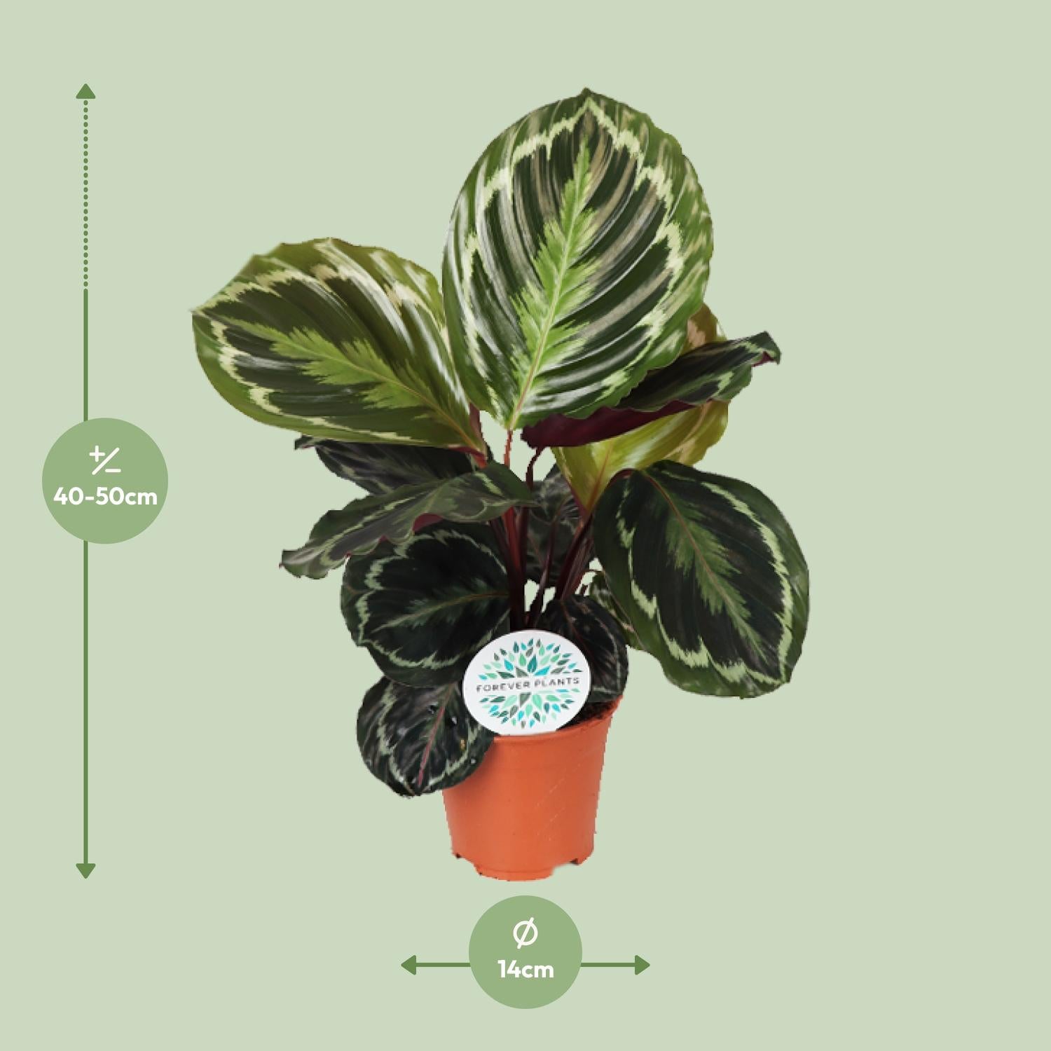 Medallón de Calathea - Ø14 cm - ↕45 cm