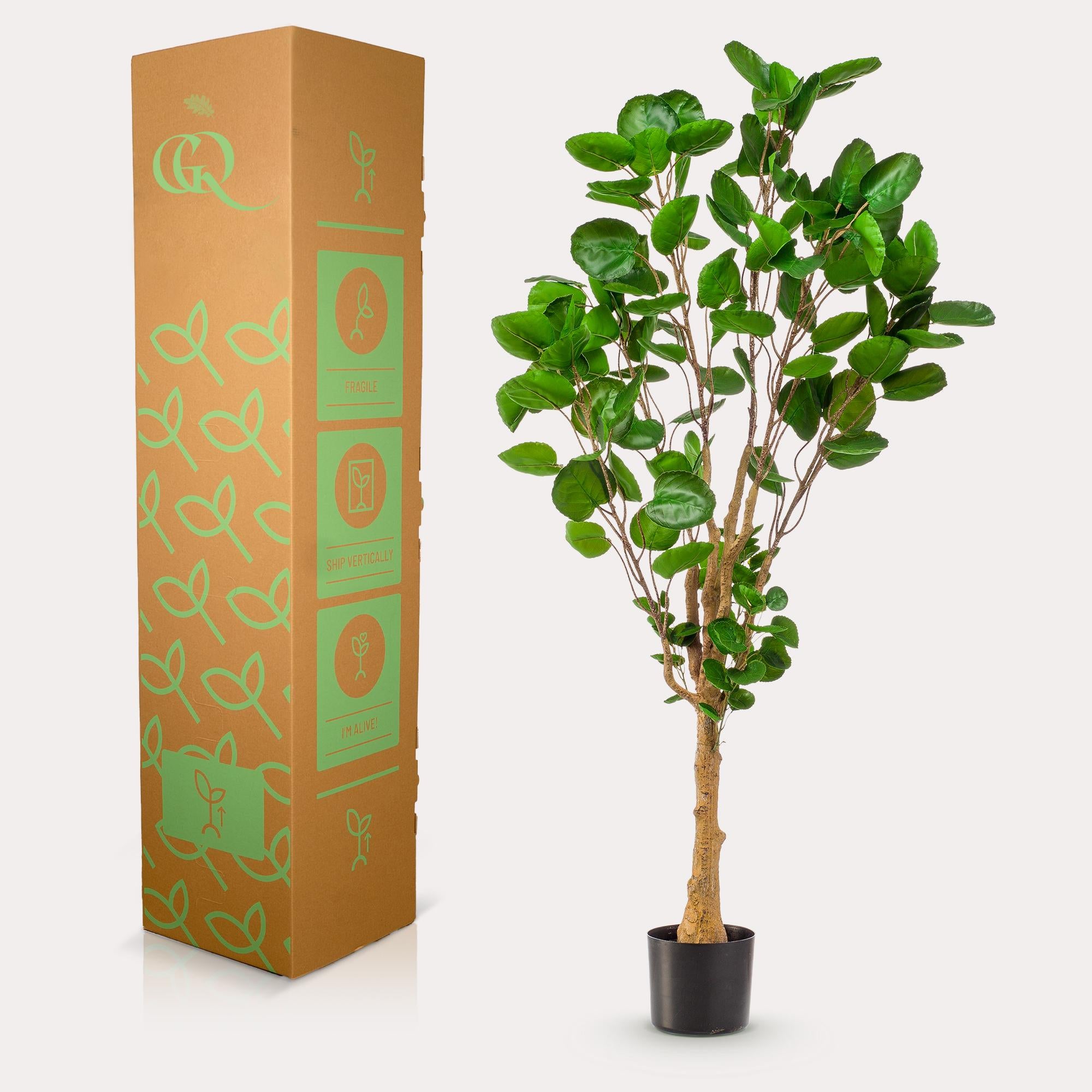 Pianta artificiale - Polyscias - Aralia - 150 cm