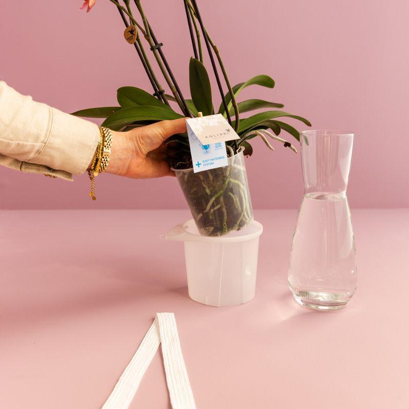 Kolibri Home | Como sierpot incl. watergeefsysteem - Ø12cm