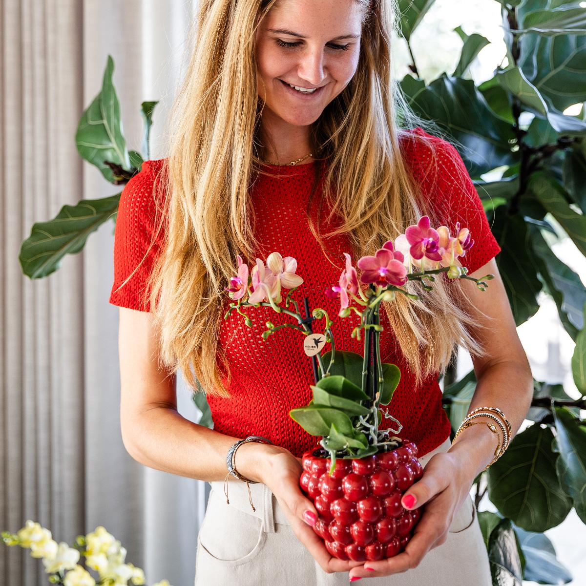 Orchidées Kolibri | Orchidée Phalaenopsis rouge – Congo + Pot décoratif à baies – diamètre du pot : 9 cm | Plante d'intérieur fleurie en pot – fraîchement cueillie chez le producteur