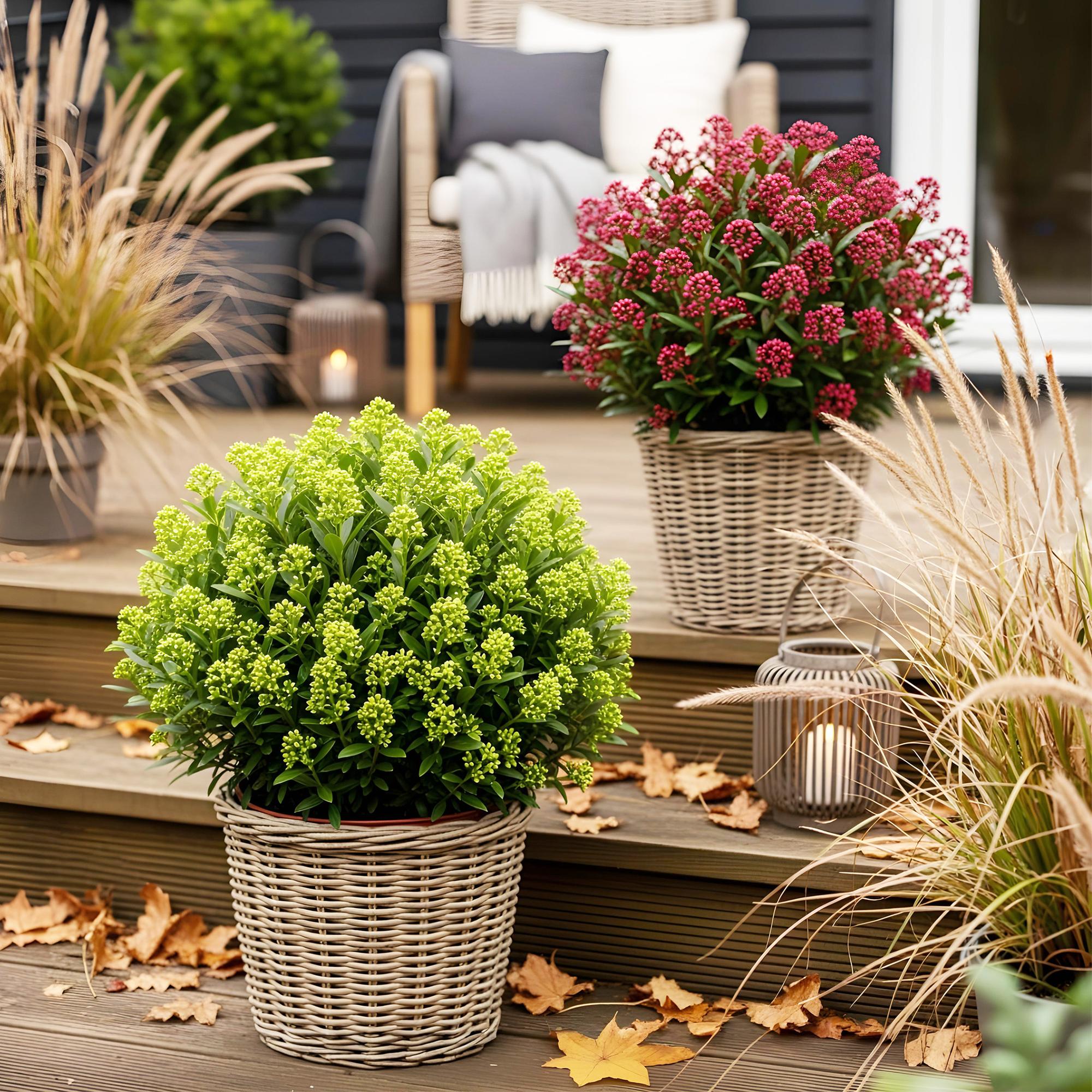 Skimmia japonica Duo - Bloem Wit & Rood - 40+ Bloemen - 2 Planten - Winterhard - Pot 19cm Hoogte 60cm