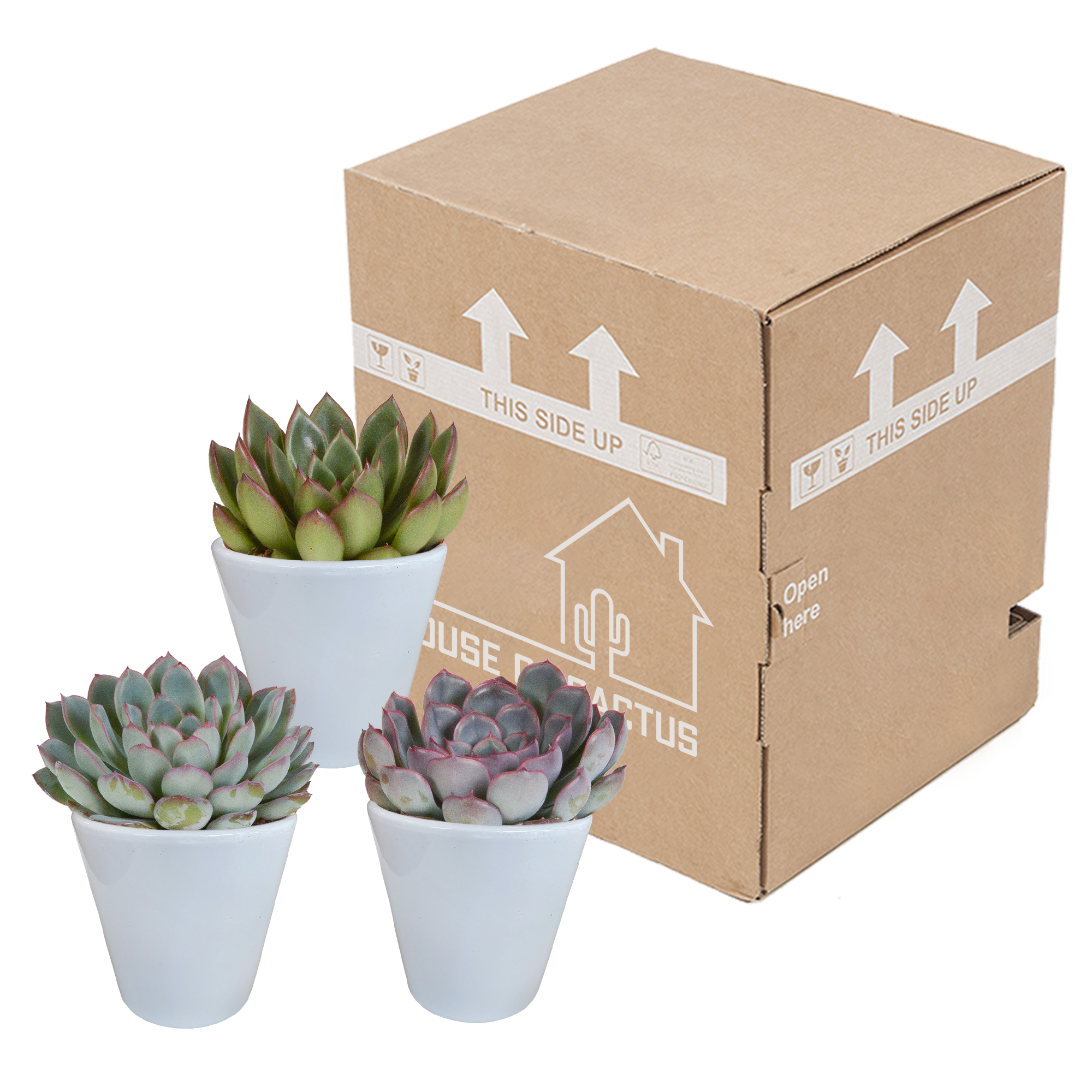 Echeveria mix 8,5 cm - 3x - en pot blanc