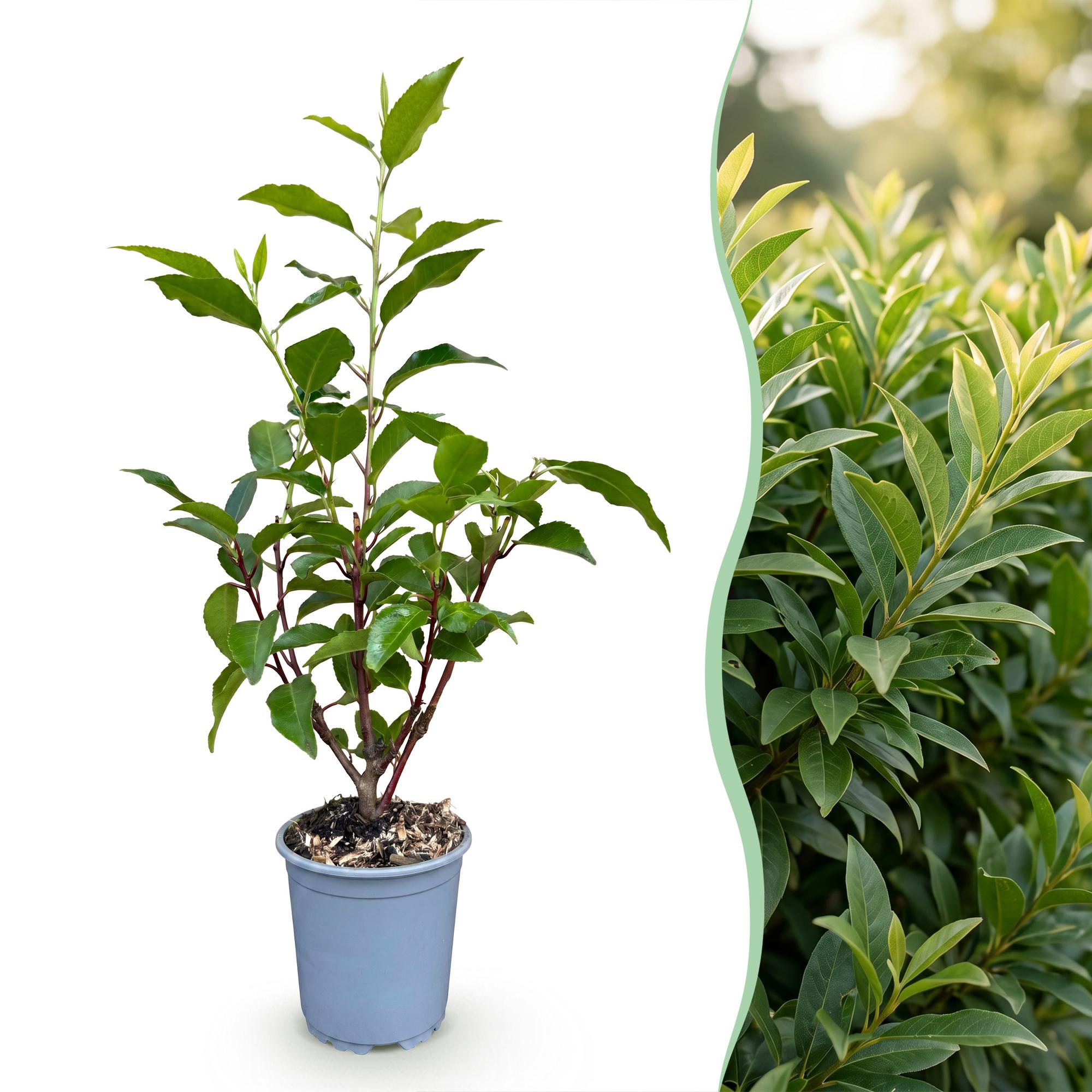 Prunus lusitanica Angustifolia - Portugese Laurier 24x - Haagplanten - Groenblijvend - Groen - Pot 9cm - Hoogte 25-35cm