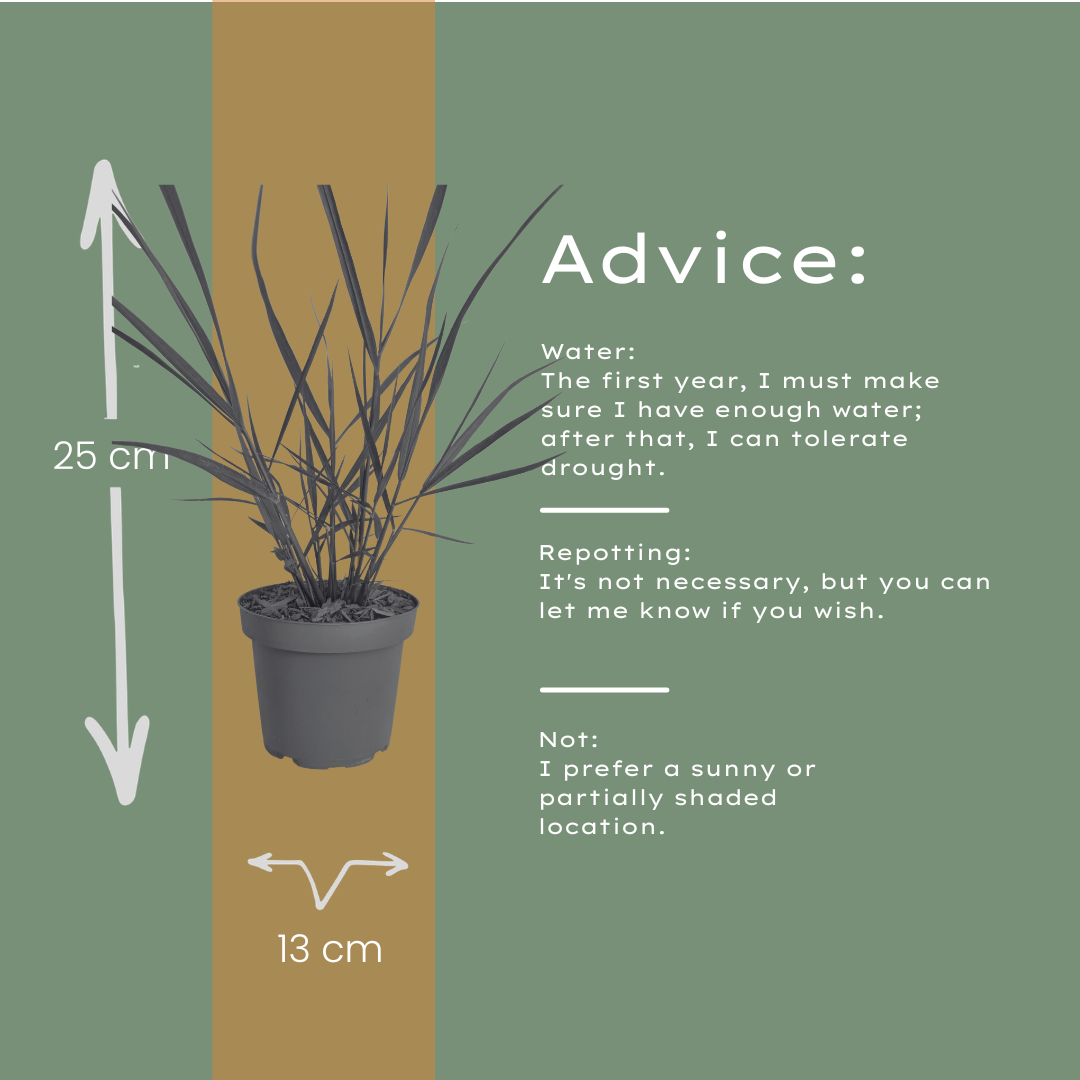 6x Panicum virgatum ‘Rotstrahlbusch’ – Siergras met warme herfstkleuren | Potmaat 12 cm