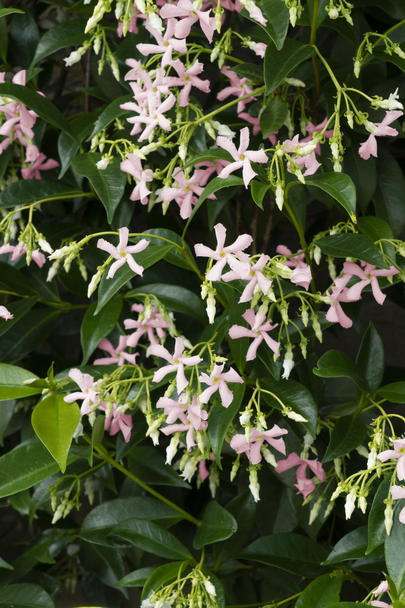 Trachelospermum 'Star of Ibiza' - Jasmin rose de Toscane - Ø15cm - ↕65cm