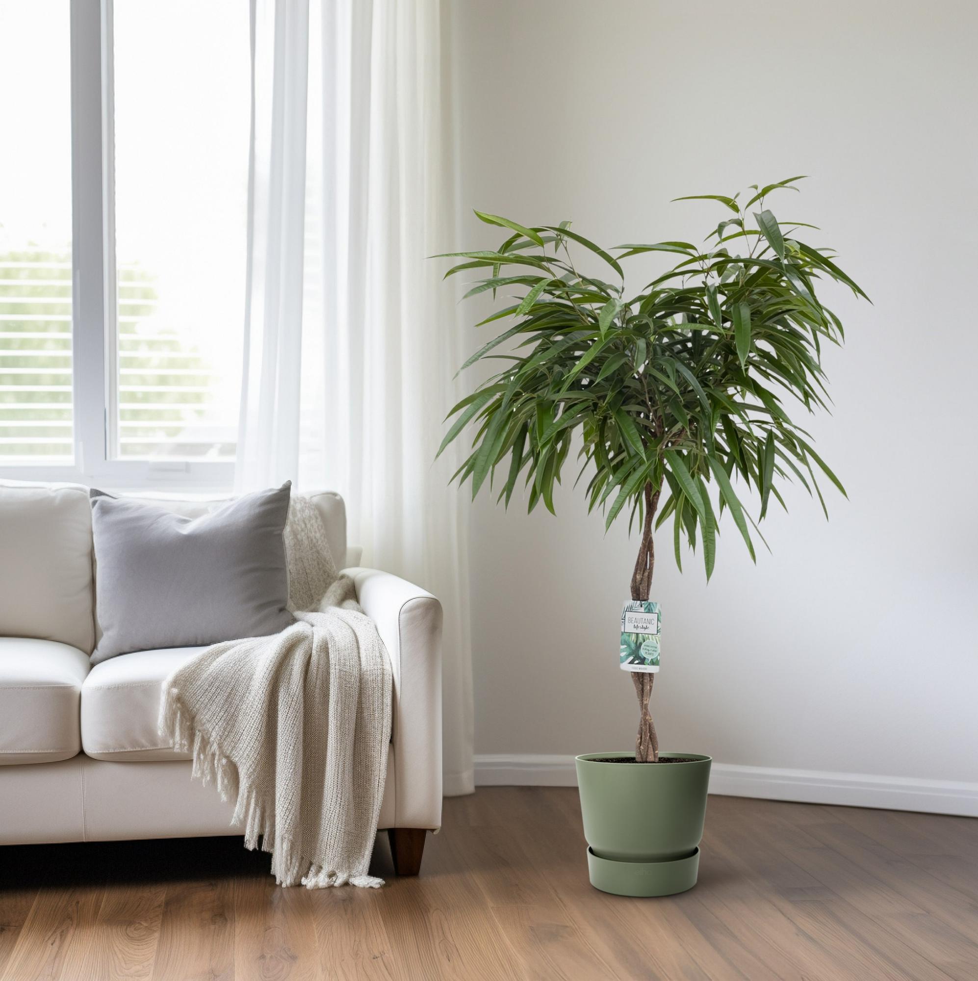 Ficus Mahori – Ø27cm – ↕120cm