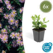 6x Aster ageratides 'Asran' - ↕10-25cm - Ø9cm