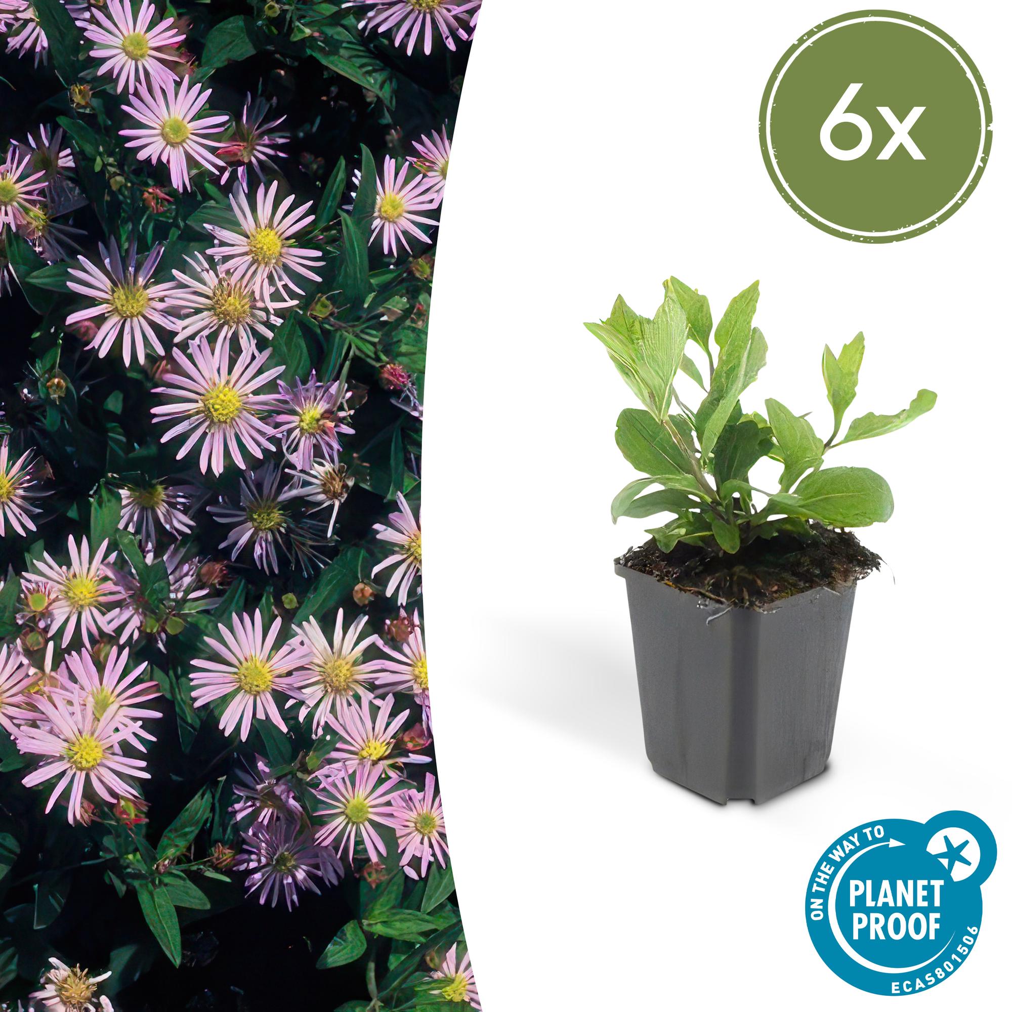 6x Aster ageratides 'Asran' - ↕10-25cm - Ø9cm