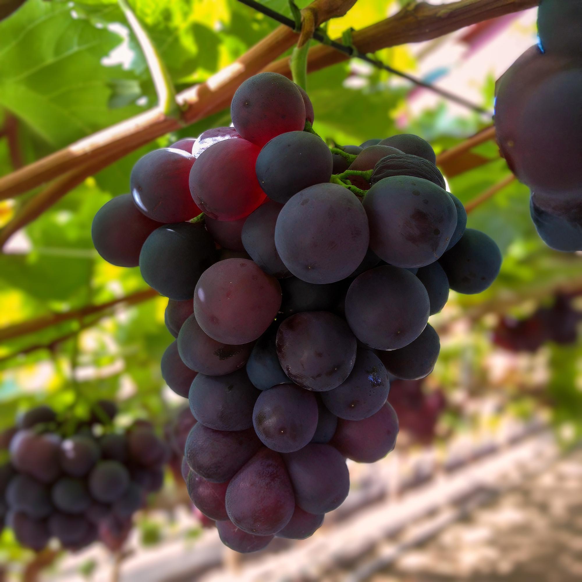Green boutiQ – Obstpflanze – Lila Weinrebe – Vitis vinifera Vanessa – Kernlos – 2 Pflanzen – Topf 15 cm, Höhe 50 cm