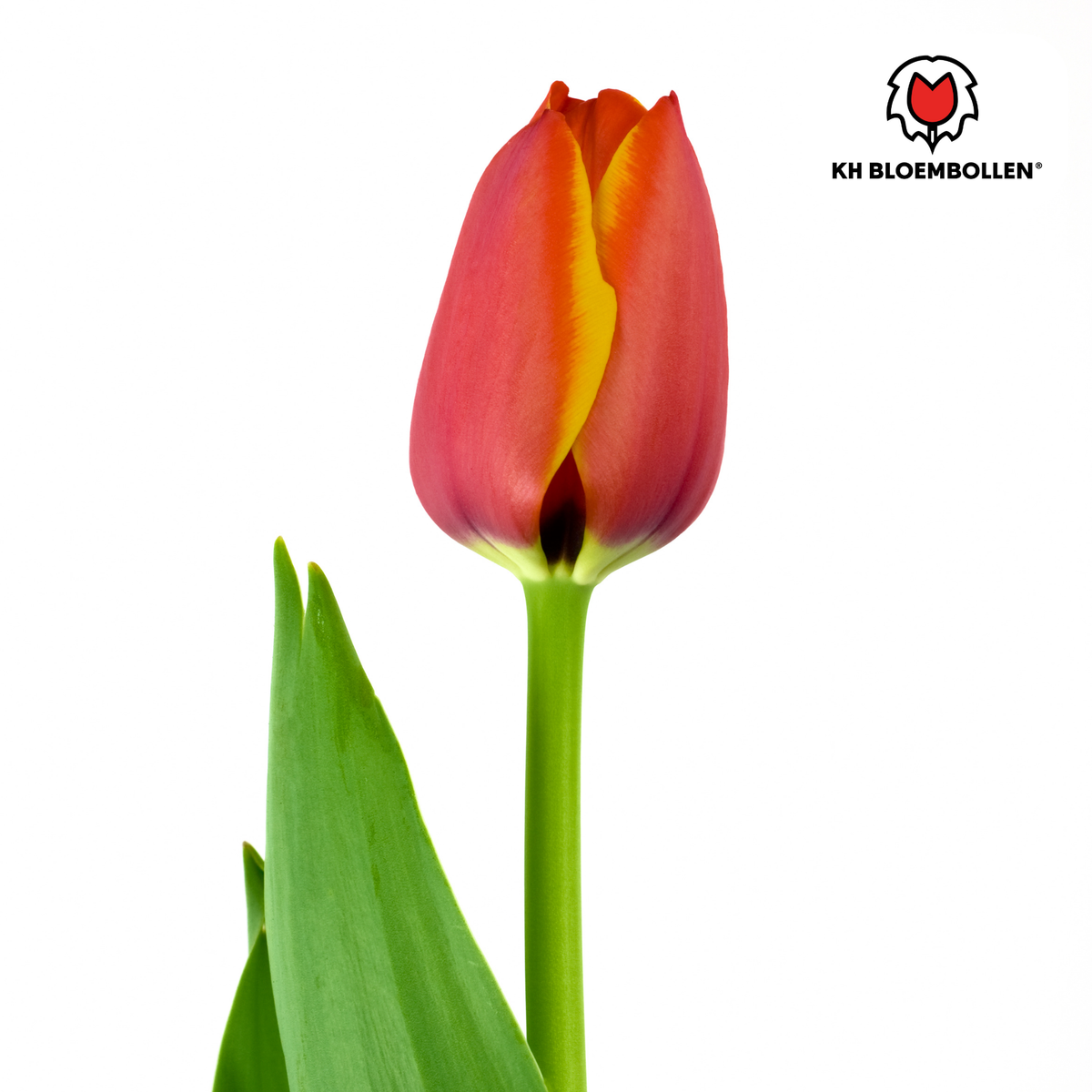 Dafeng tulpanlökar – 20 stycken | KH Bloembollen® | Orange tulpan – Storblommig & elegant – För trädgård eller kruka – Storlek 11/12 – Färska från odlaren!