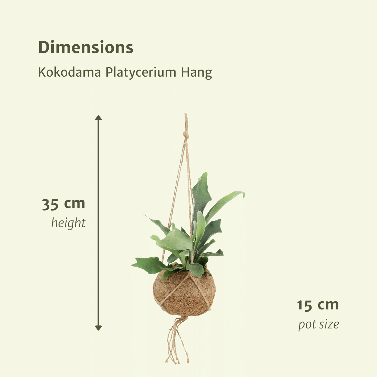 2x Kokodama Platycerium Hang - Geweihfarn - 35cm - ø15