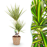 Dracaena Sunray - Drakenbloedboom - Weinig onderhoud - met mand - Groen - 1 Plant - Pot 17cm - Hoogte 70-75cm