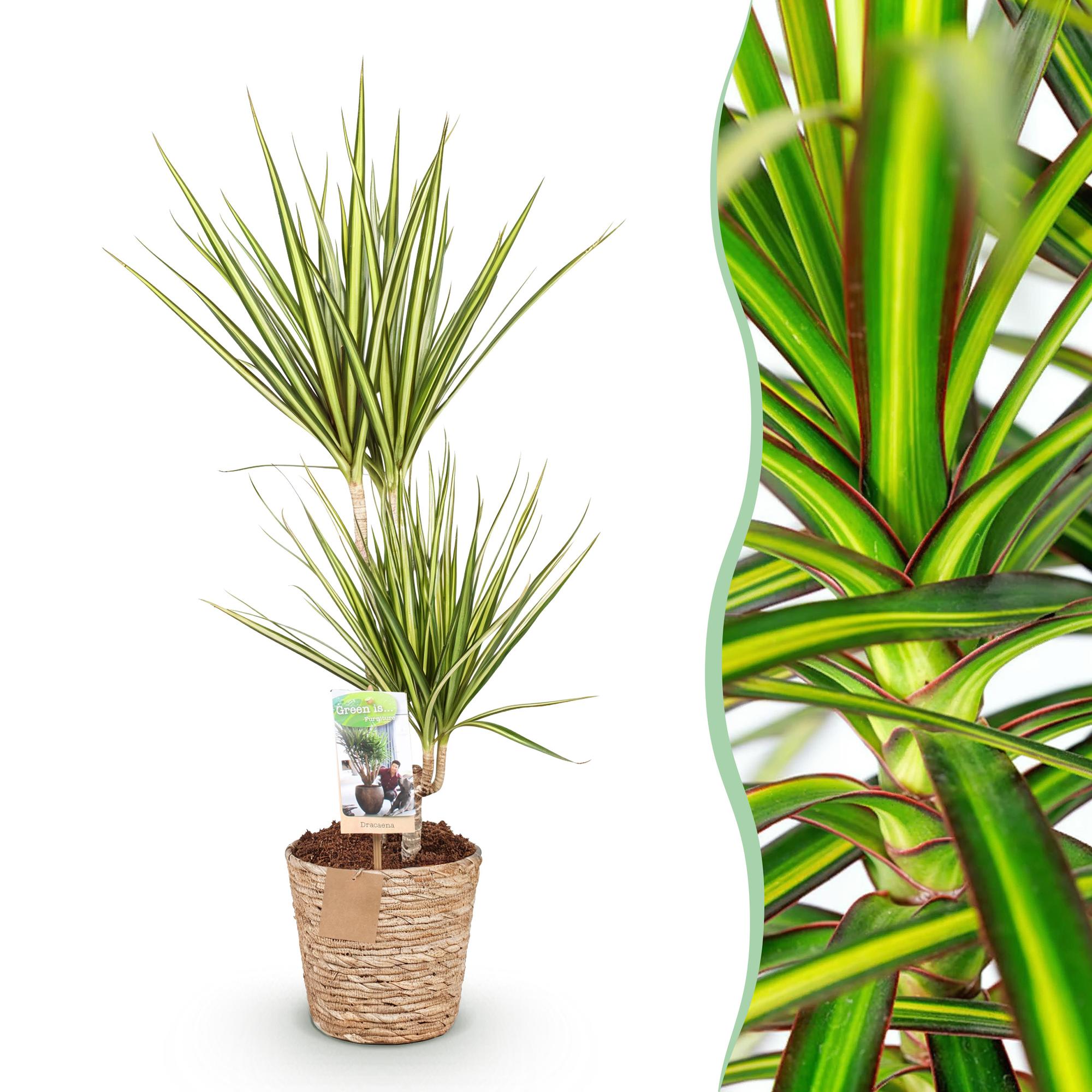 Dracaena Sunray - Drakenbloedboom - Weinig onderhoud - met mand - Groen - 1 Plant - Pot 17cm - Hoogte 70-75cm
