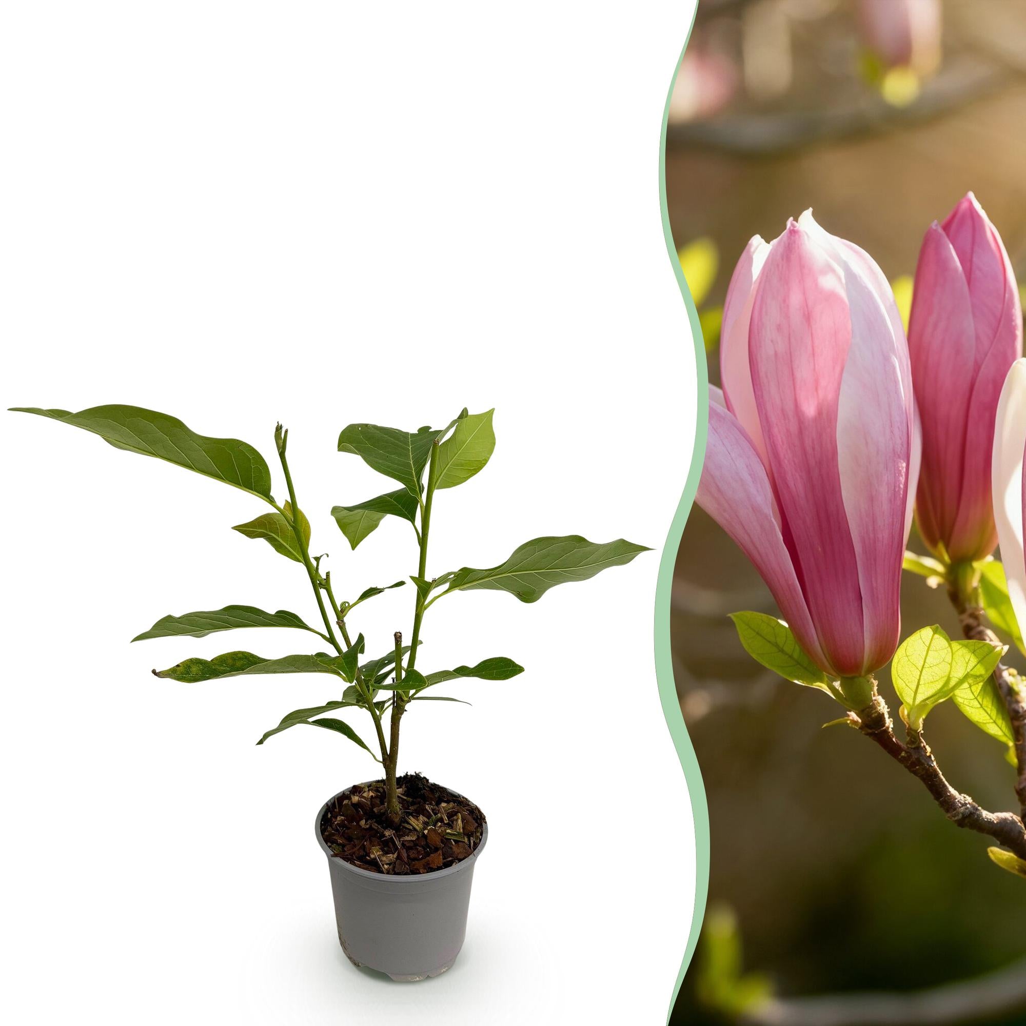Magnolia Ricki - Bloem Rood - 1 Plant - Bladverliezend - Weinig Onderhoud - Pot 12cm Hoogte 30cm
