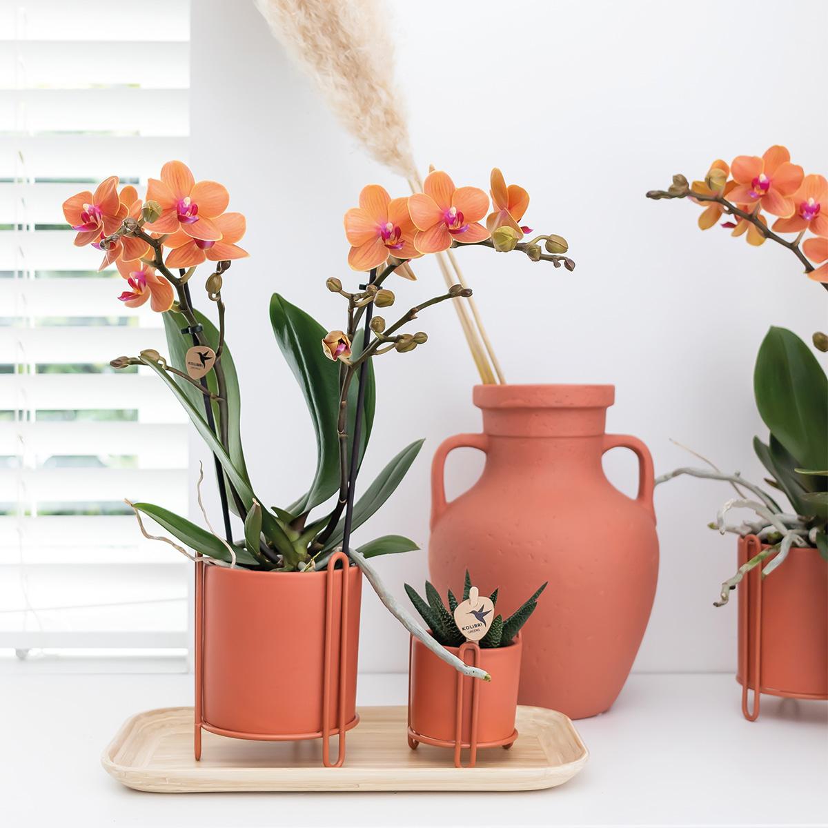 Kolibri Orchids | Orquídea Phalaenopsis naranja - Mineral Bolzano - maceta de 9 cm de diámetro | planta de interior con flor - recién salida del vivero